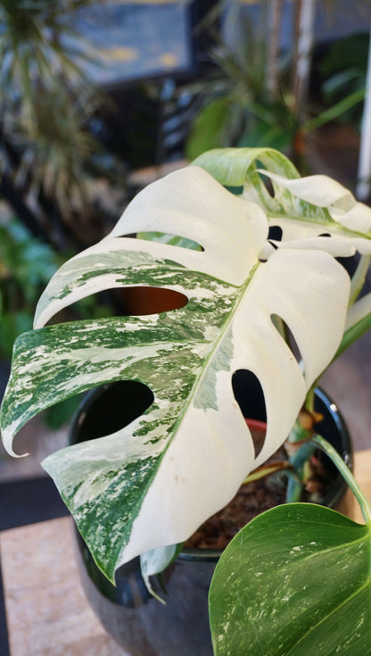 Monstera Variegata studio plantes rares jungle jardinerie strasbourg rare plant shop online pflanzen