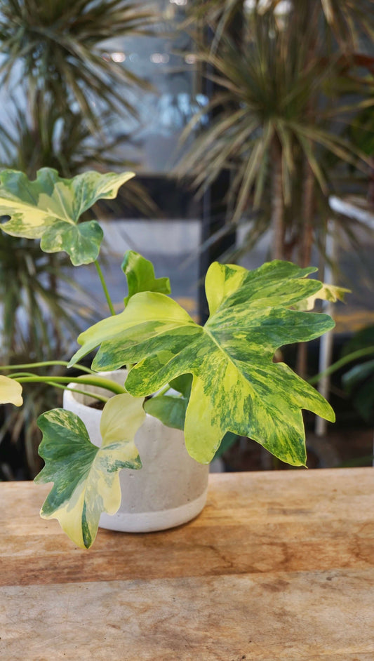 Philodendron Selloum Aurea studio plantes rares jungle jardinerie strasbourg rare plant shop online pflanzen