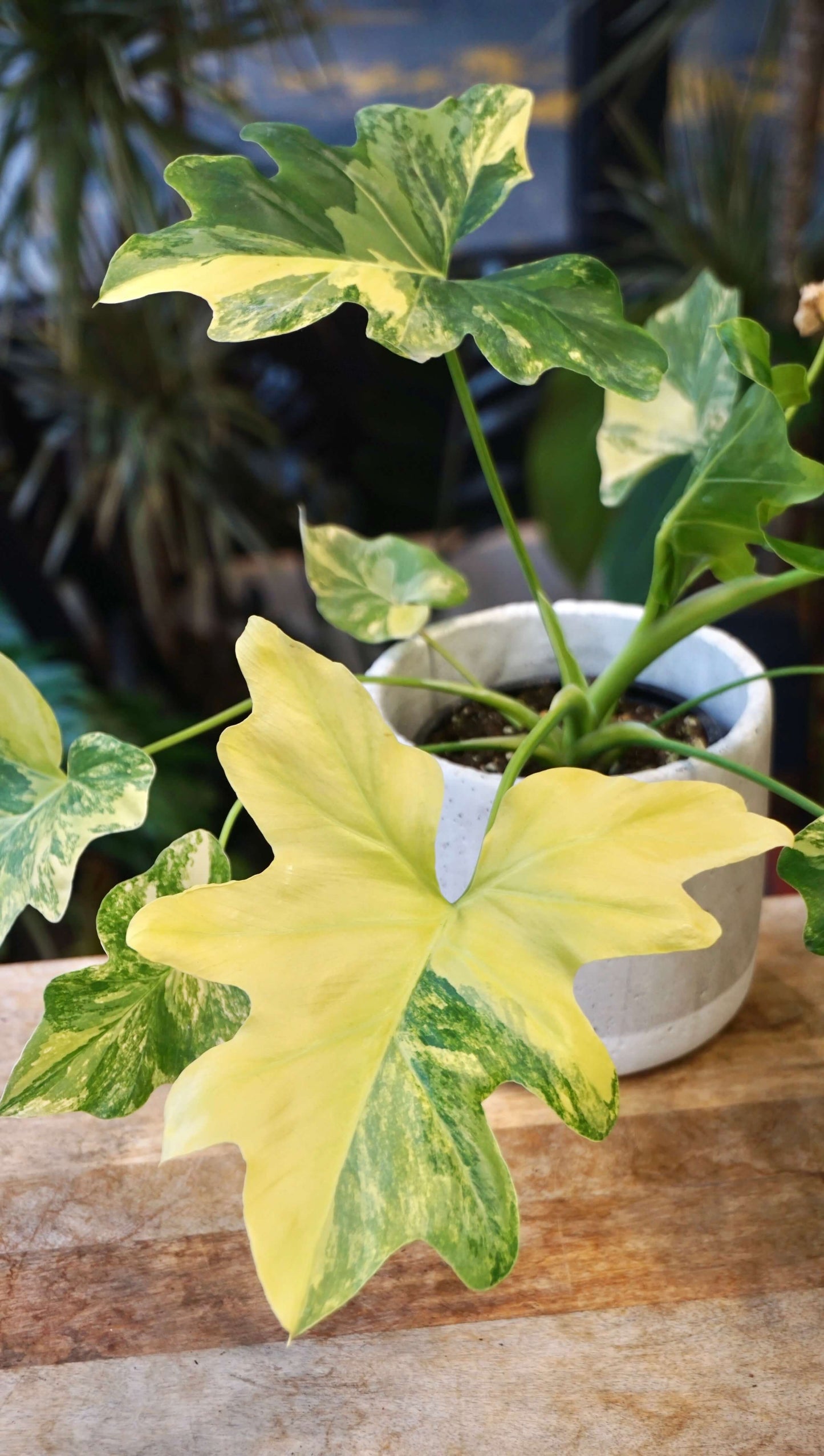 dessin philodendron Philodendron Selloum Aurea | Rare Plant