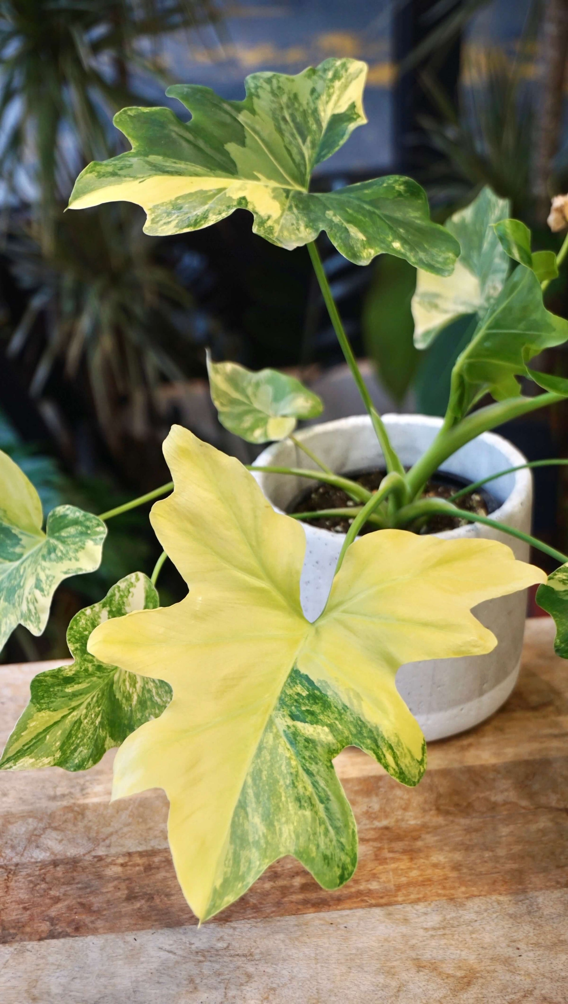 Philodendron Selloum Aurea studio plantes rares jungle jardinerie strasbourg rare plant shop online pflanzen