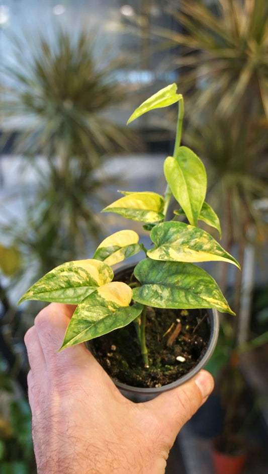 Monstera Siltepecana Aurea Variegata