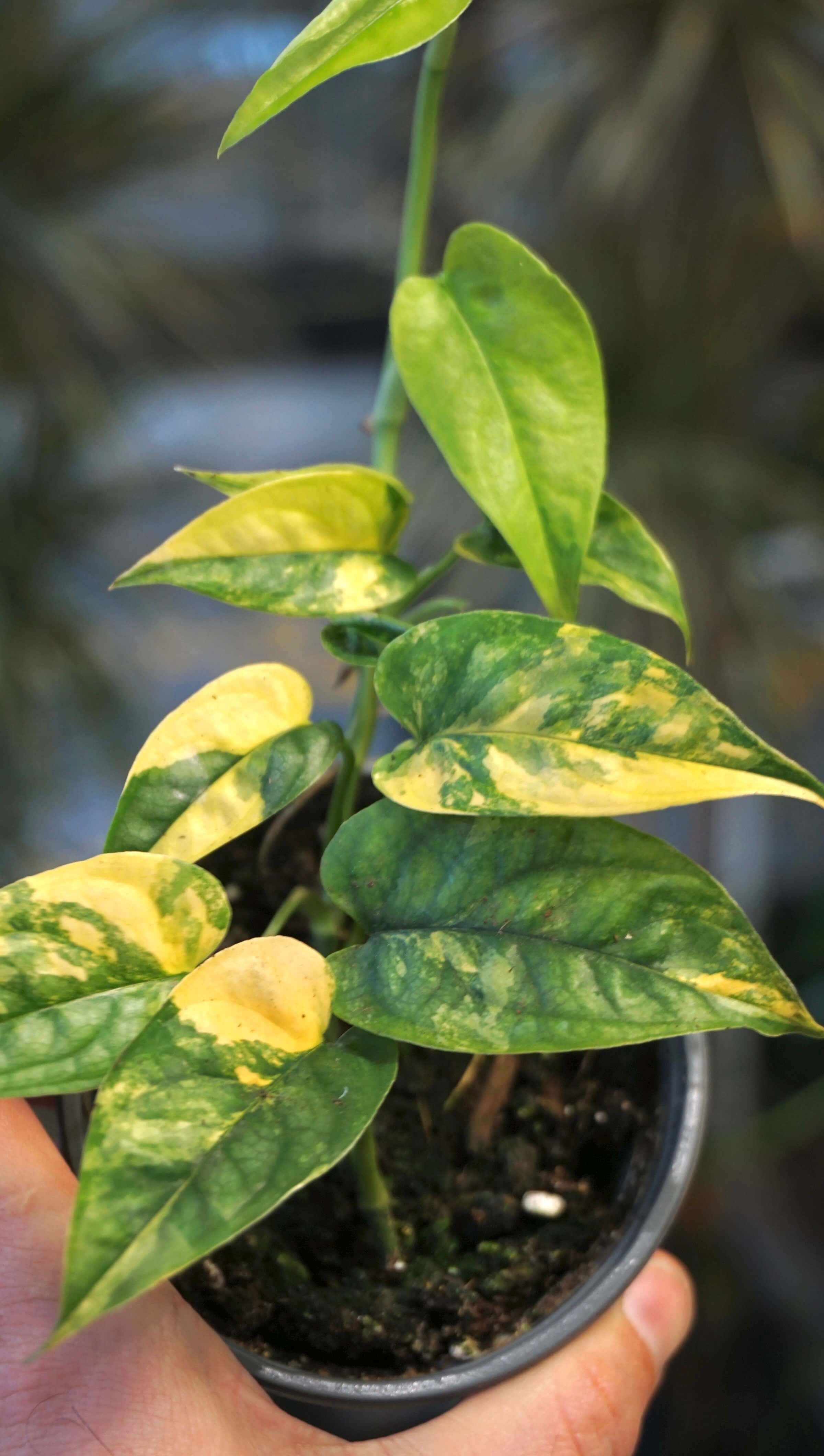 その他観葉植物 Monstera siltepecana variegated Monstera Siltepecana Aurea Variegata | Rare plant | Studio Plants