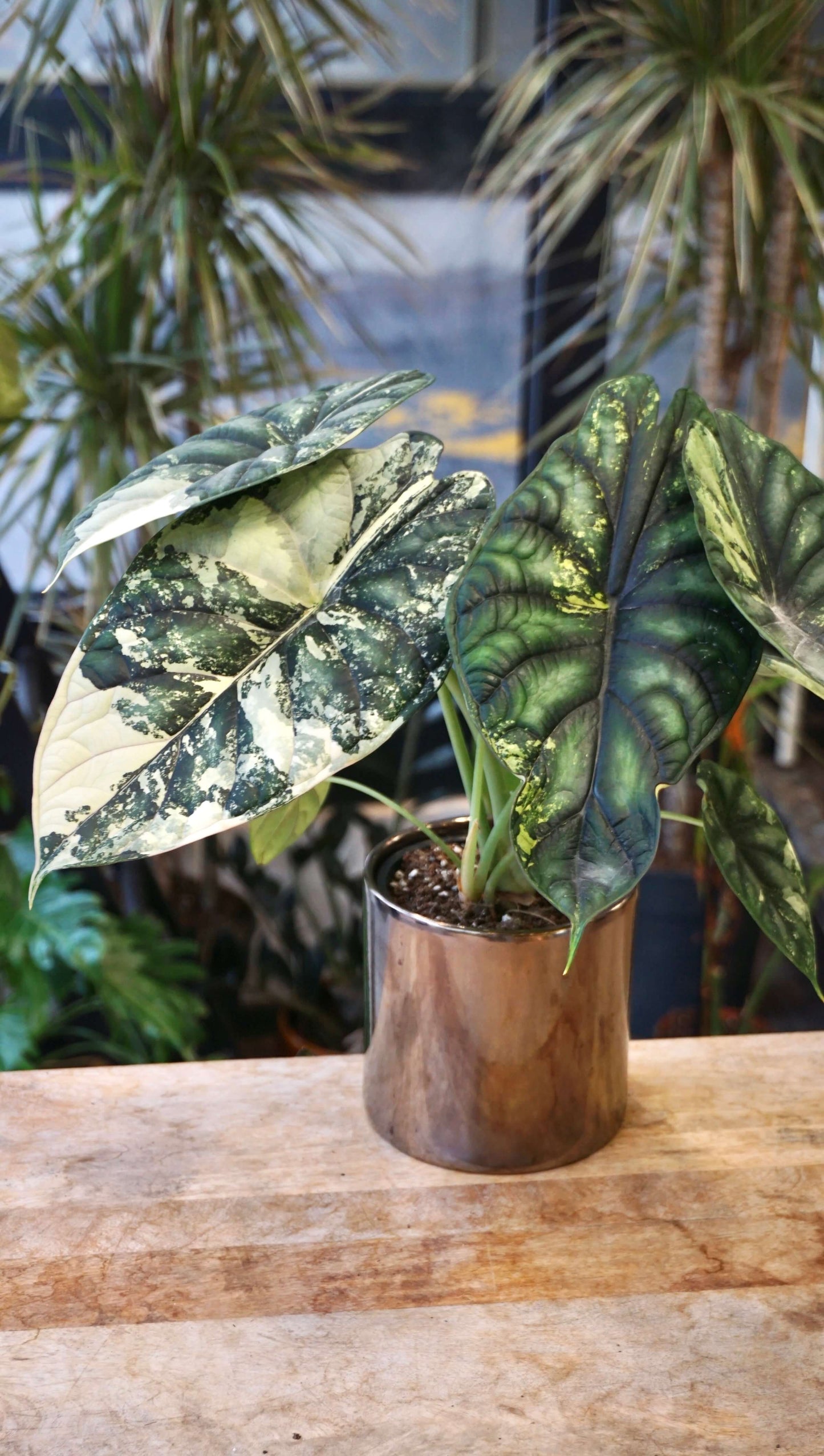 Alocasia Dragon Scale Variegata studio plantes rares jungle jardinerie strasbourg rare plant shop online pflanzen