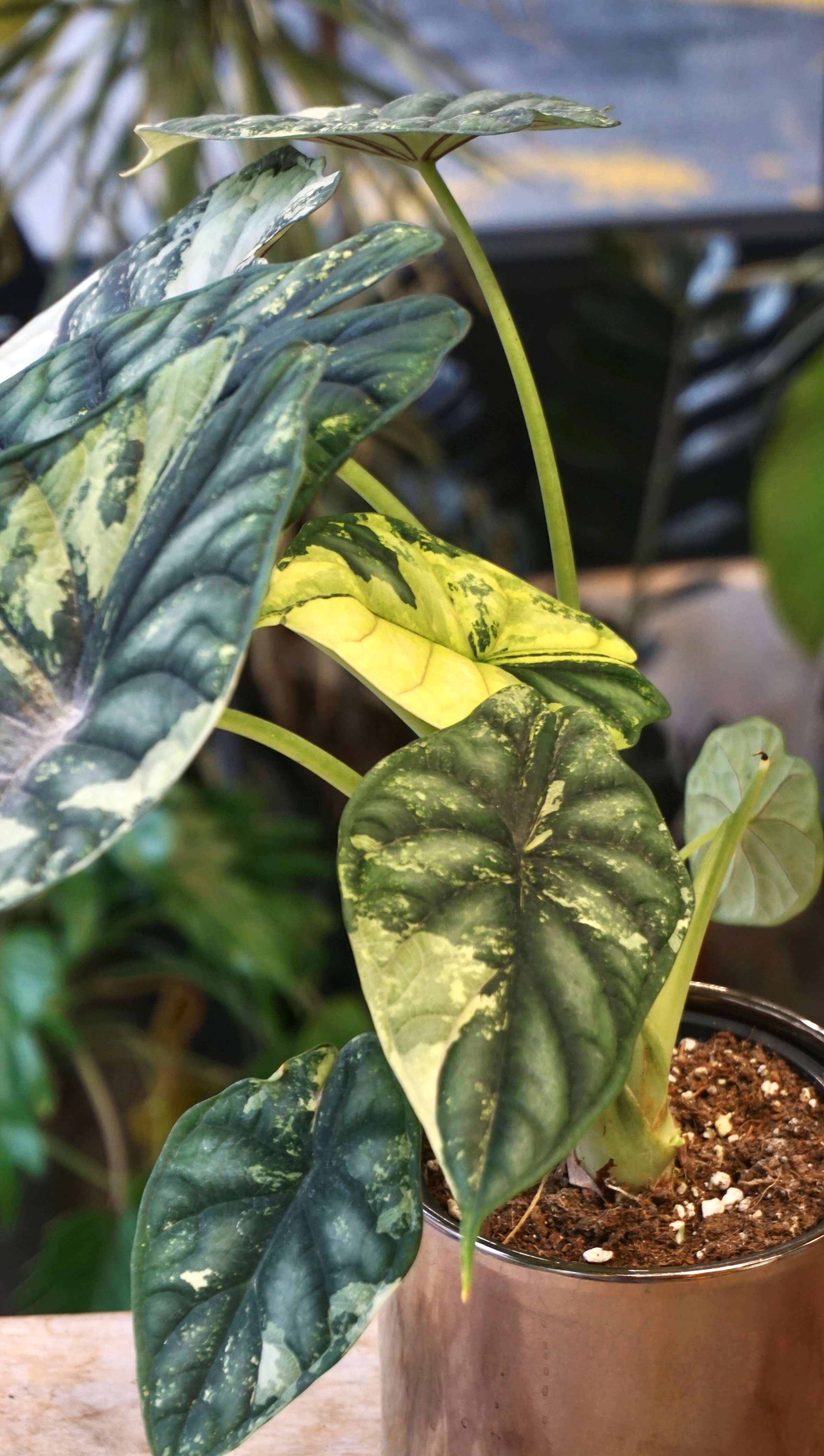 Alocasia Dragon Scale Variegata | Rare plant | Studio Plants