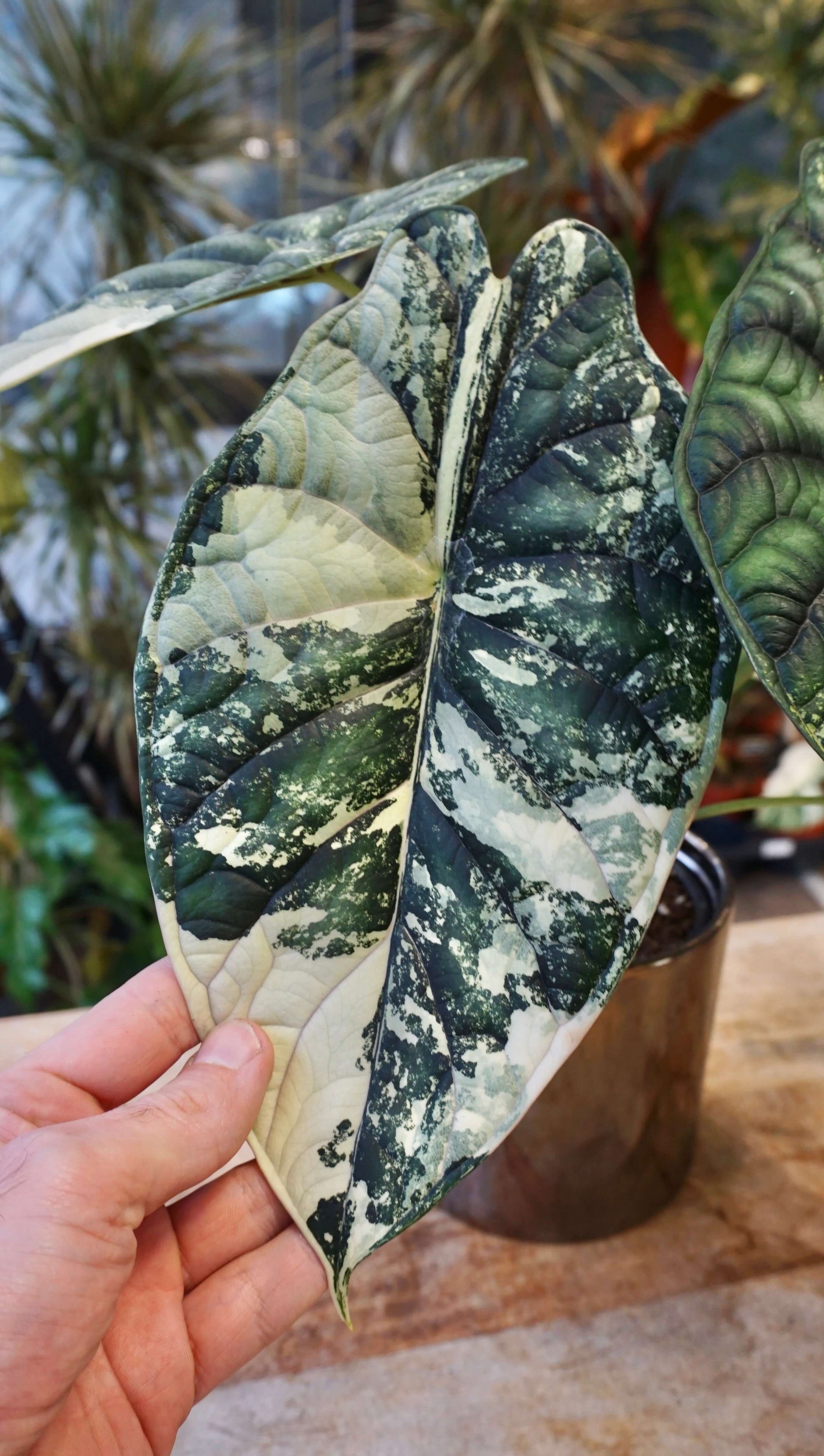 Alocasia Dragon Scale Variegata studio plantes rares jungle jardinerie strasbourg rare plant shop online pflanzen