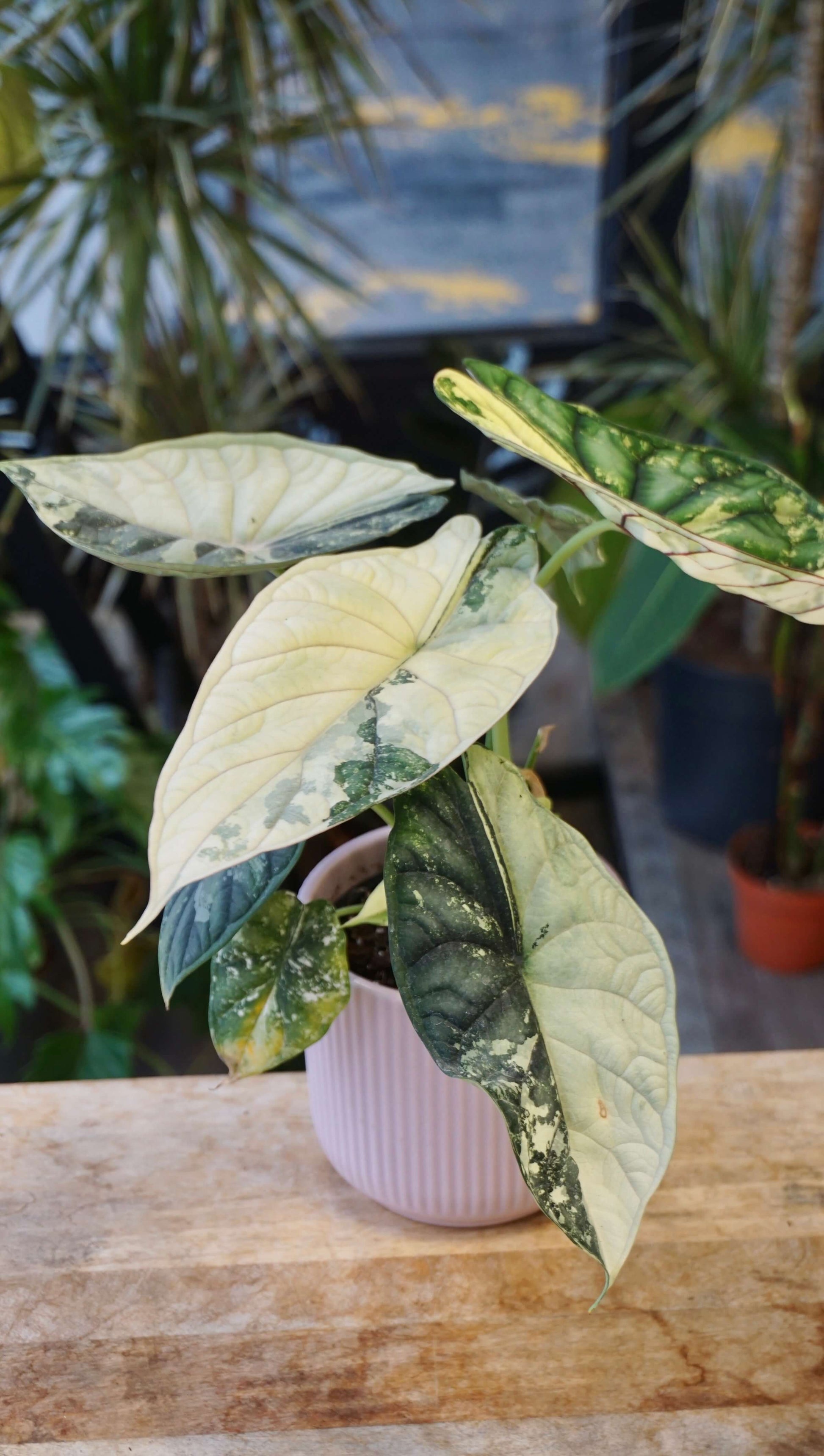 anthurium dragon scale Alocasia Dragon Scale Variegata | Rare plant