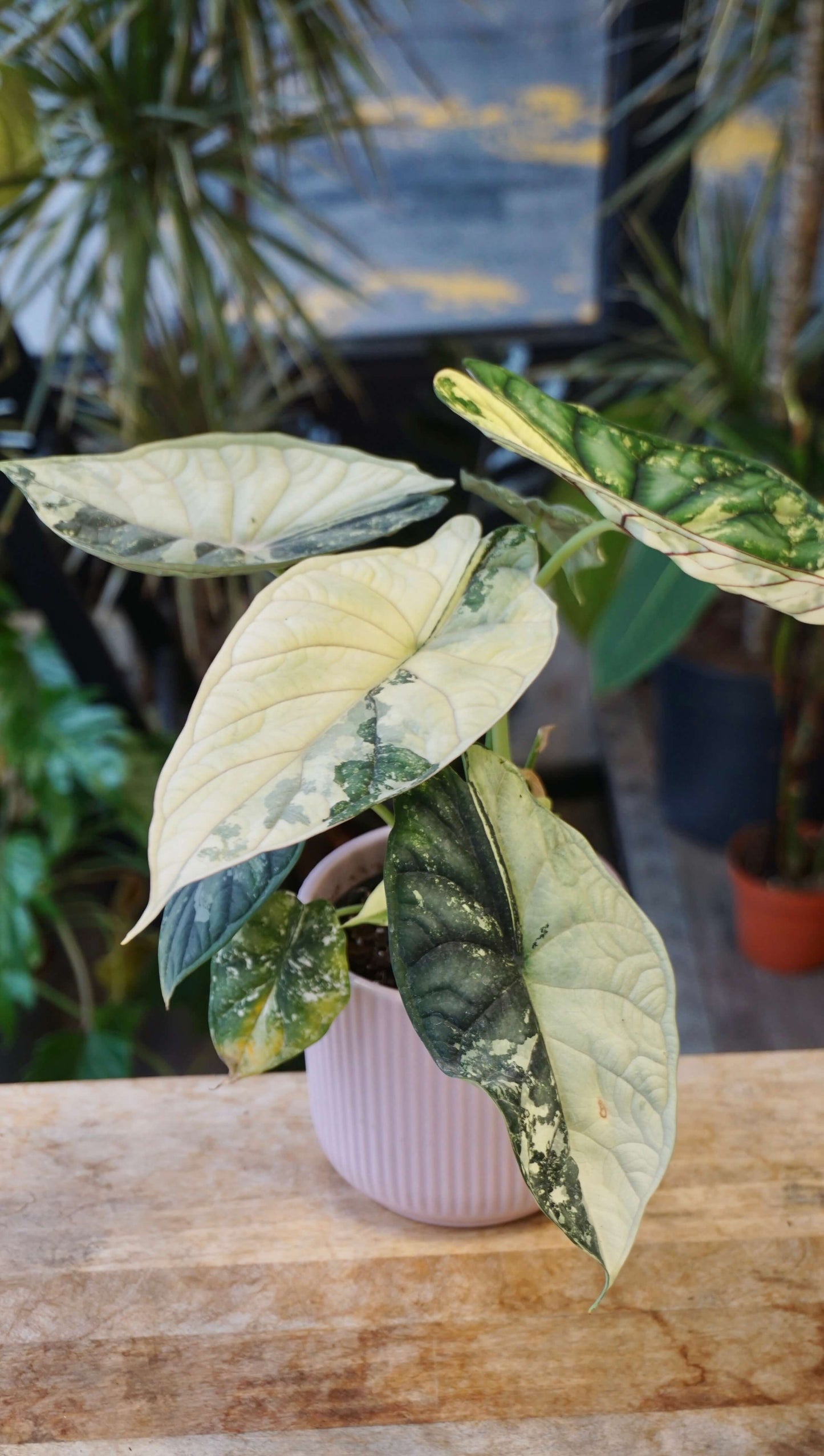 Alocasia Dragon Scale Variegata studio plantes rares jungle jardinerie strasbourg rare plant shop online pflanzen