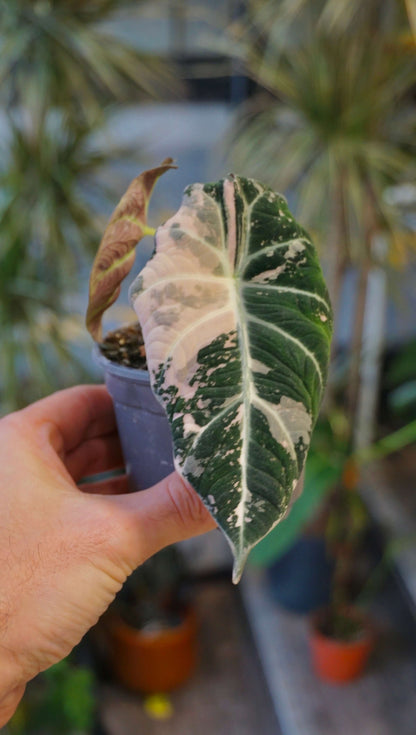 Alocasia Black Velvet Pink Variegata studio plantes rares jungle jardinerie strasbourg rare plant shop online pflanzen