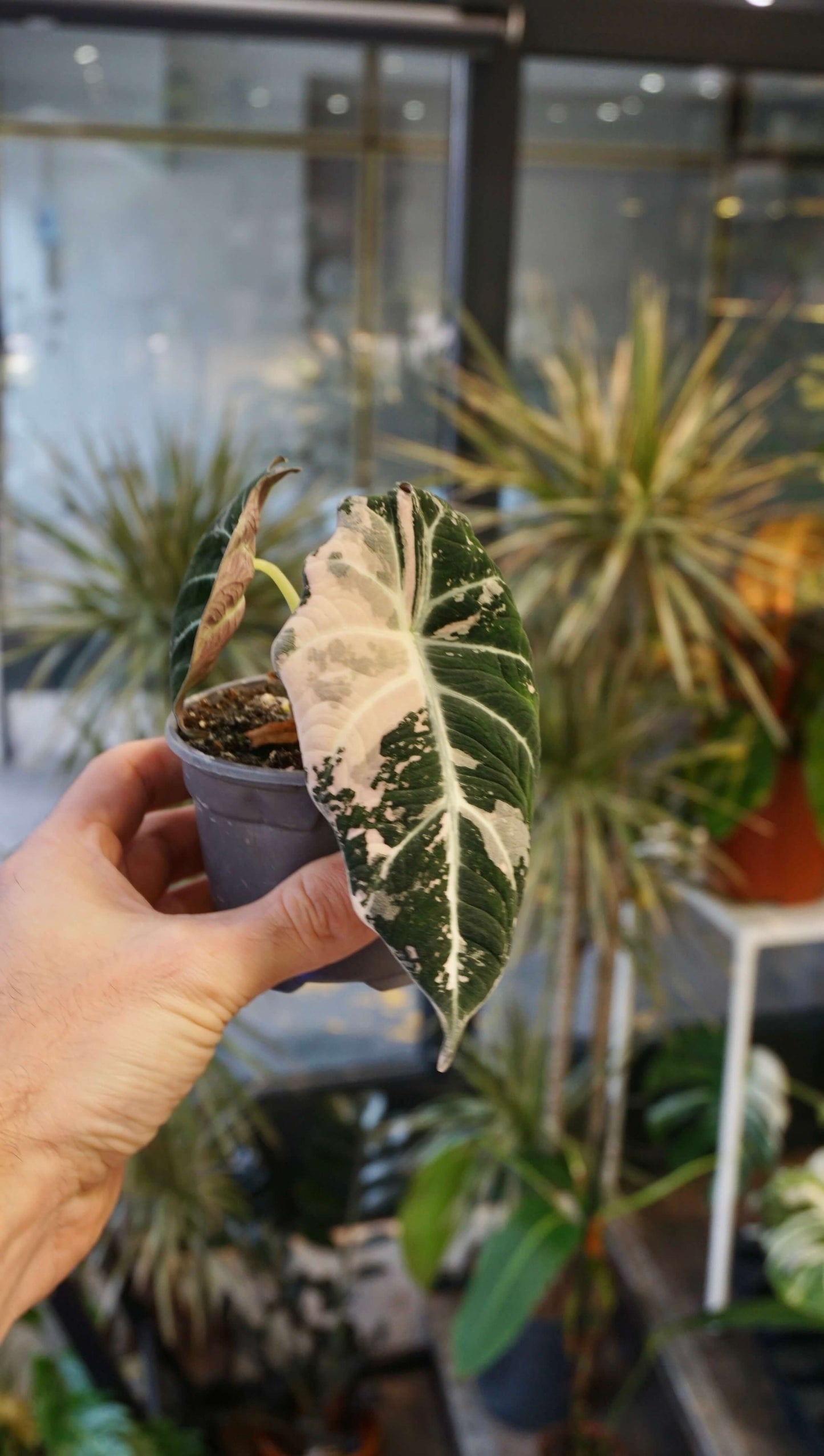 Alocasia Black Velvet Pink Variegata studio plantes rares jungle jardinerie strasbourg rare plant shop online pflanzen