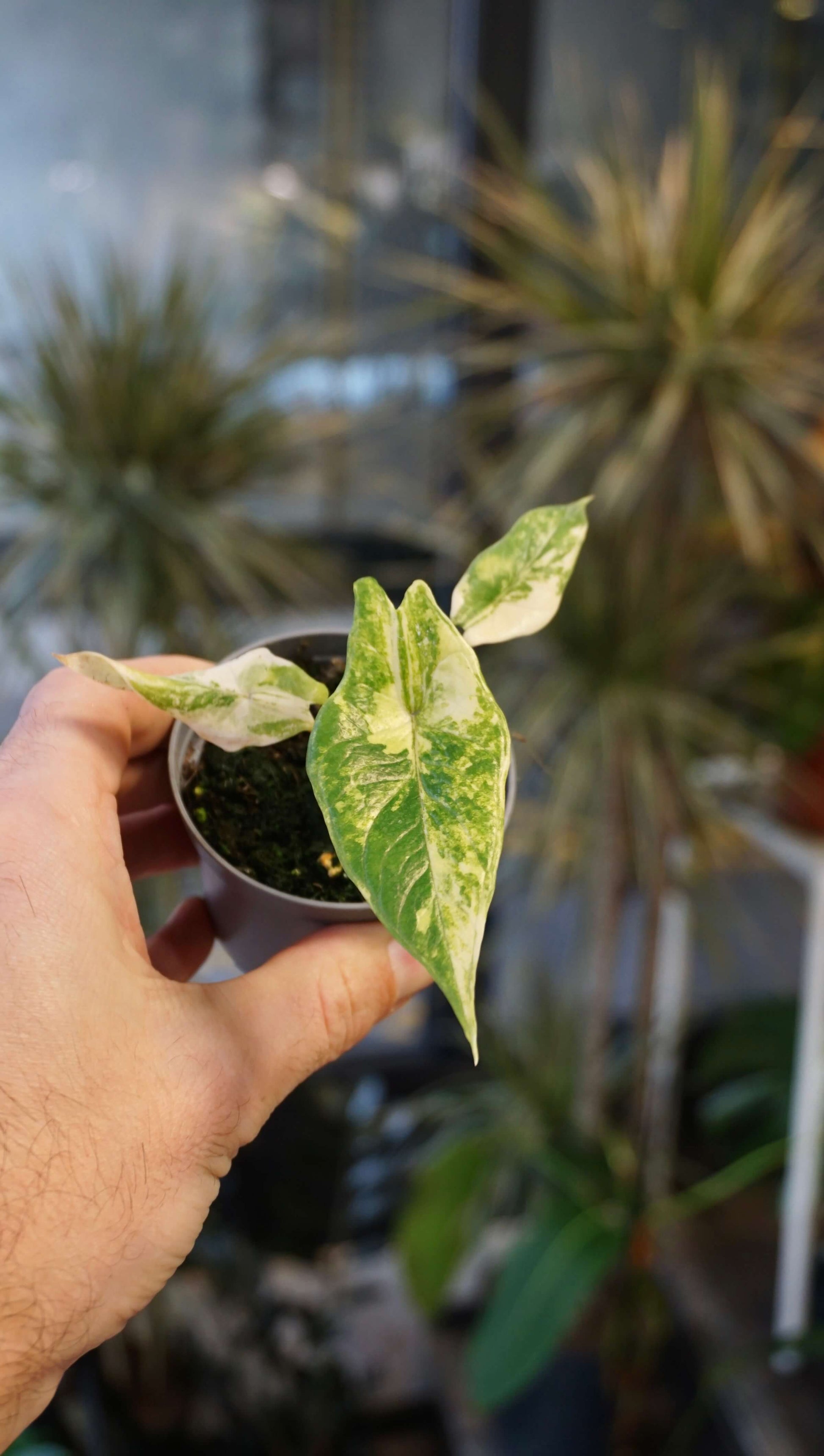 Alocasia Scalprum Variegata studio plantes rares jungle jardinerie strasbourg rare plant shop online pflanzen