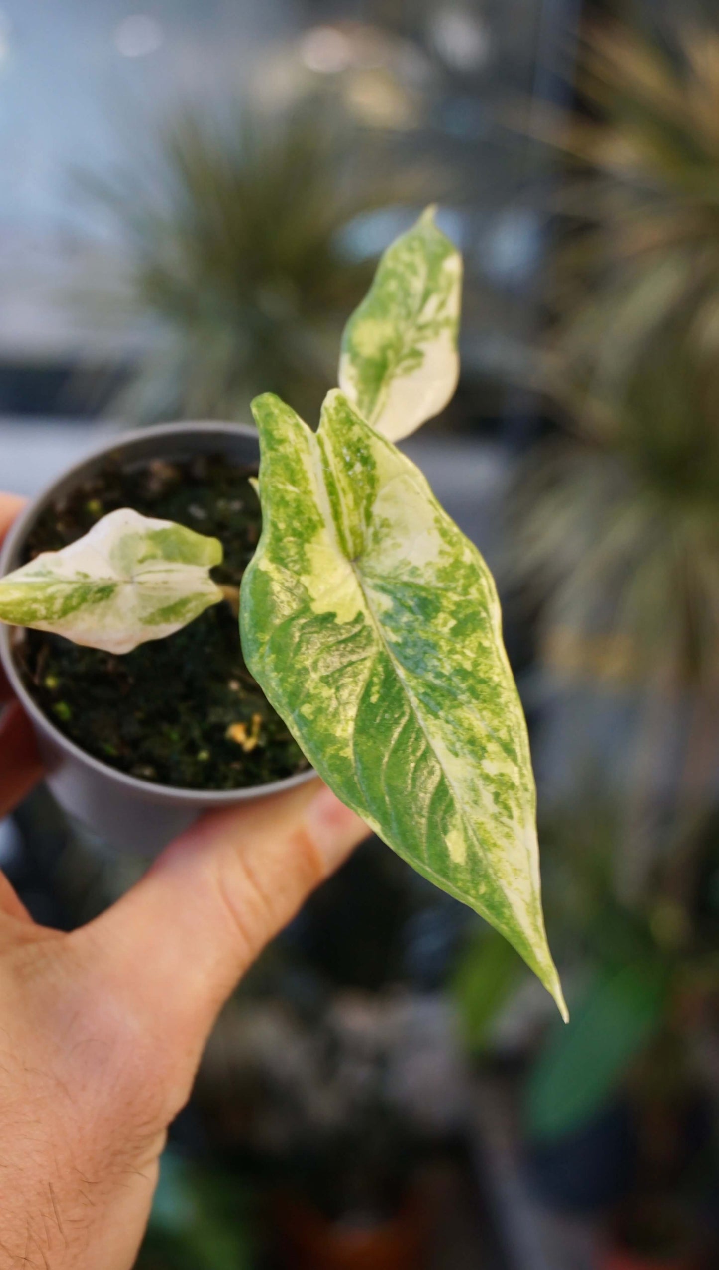 Alocasia Scalprum Variegata studio plantes rares jungle jardinerie strasbourg rare plant shop online pflanzen