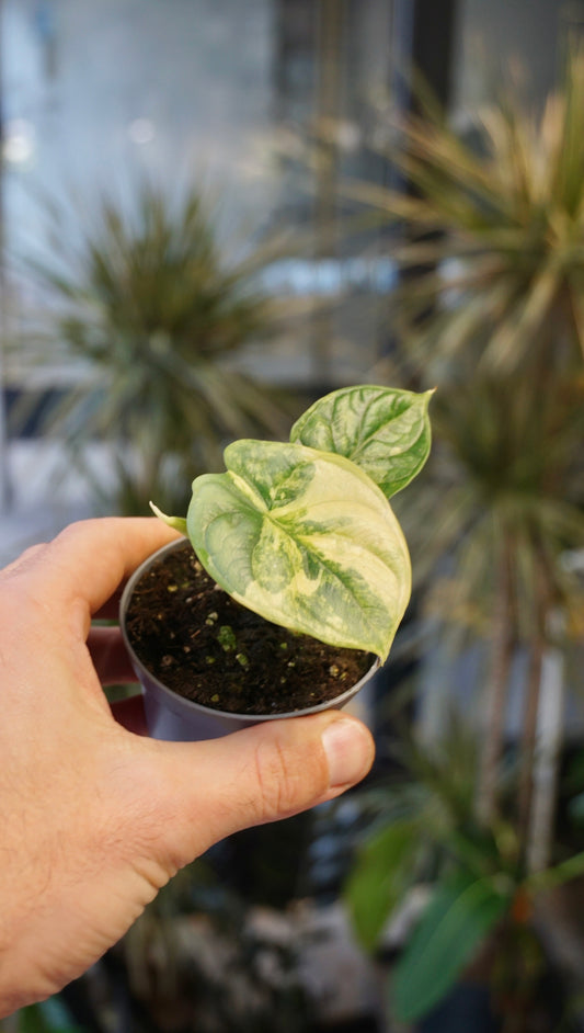 Alocasia Silver Dragon Aurea Variegata studio plantes rares jungle jardinerie strasbourg rare plant shop online pflanzen