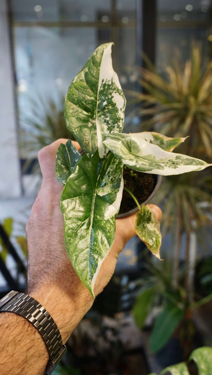 Alocasia Simpo Albo Variegata studio plantes rares jungle jardinerie strasbourg rare plant shop online pflanzen