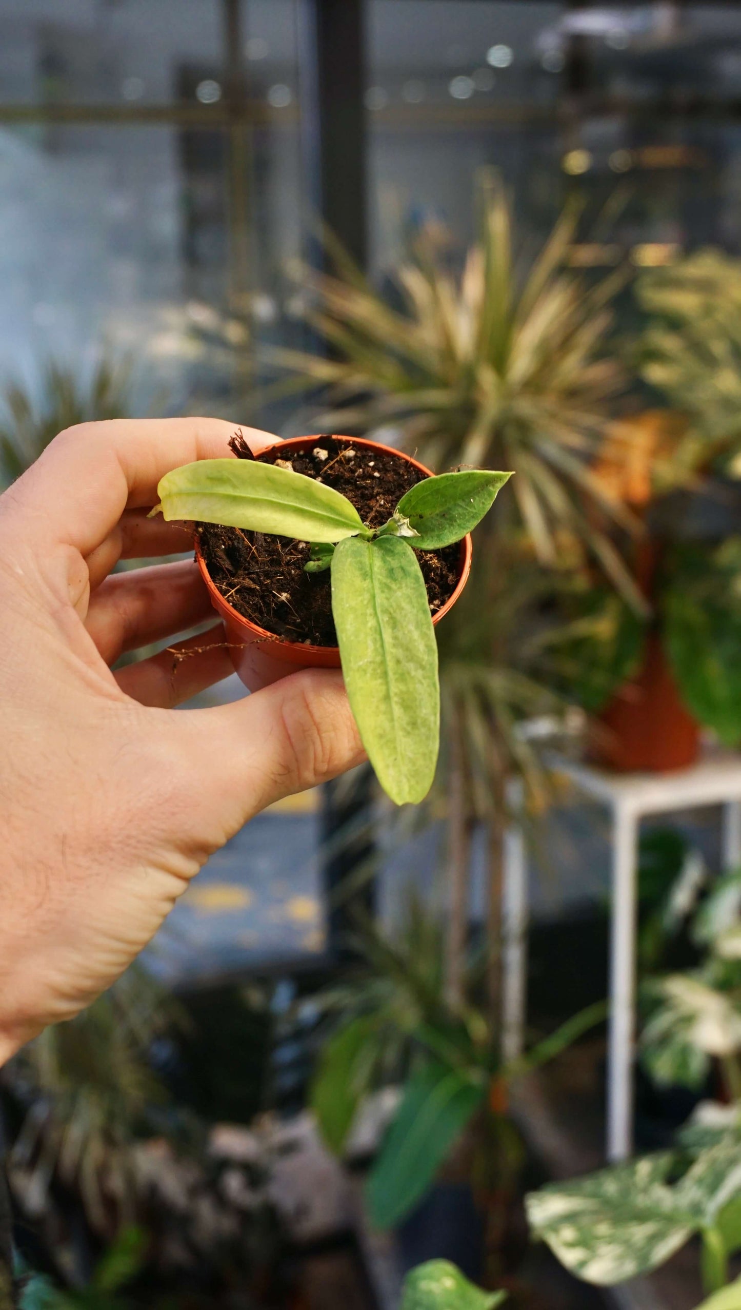 Anthurium Vittarifolium Variegata studio plantes rares jungle jardinerie strasbourg rare plant shop online pflanzen