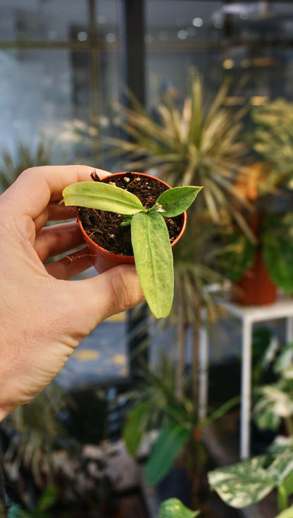Anthurium Vittarifolium Variegata studio plantes rares jungle jardinerie strasbourg rare plant shop online pflanzen