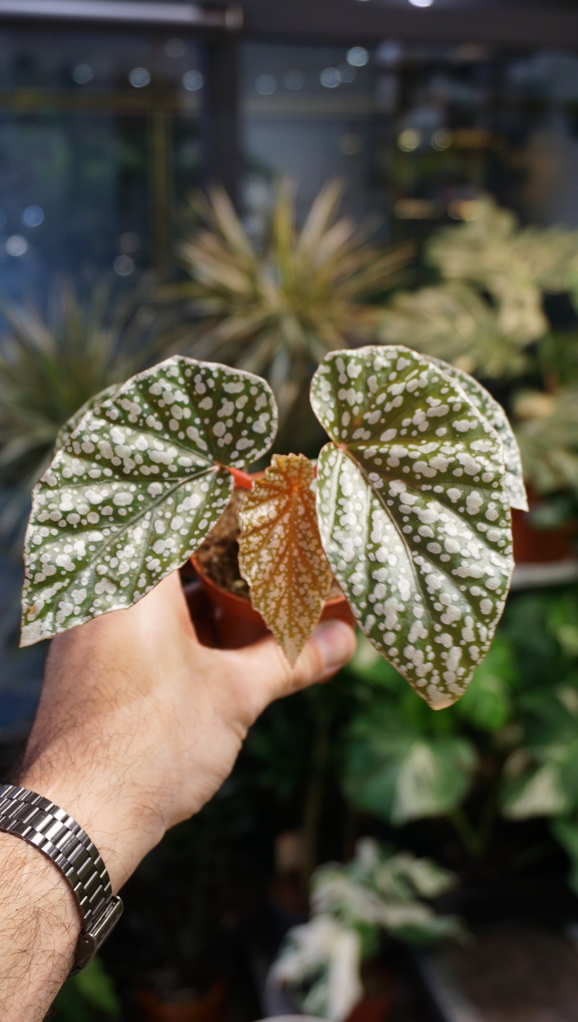 Begonia Snow capped studio plantes rares jungle jardinerie strasbourg rare plant shop online pflanzen