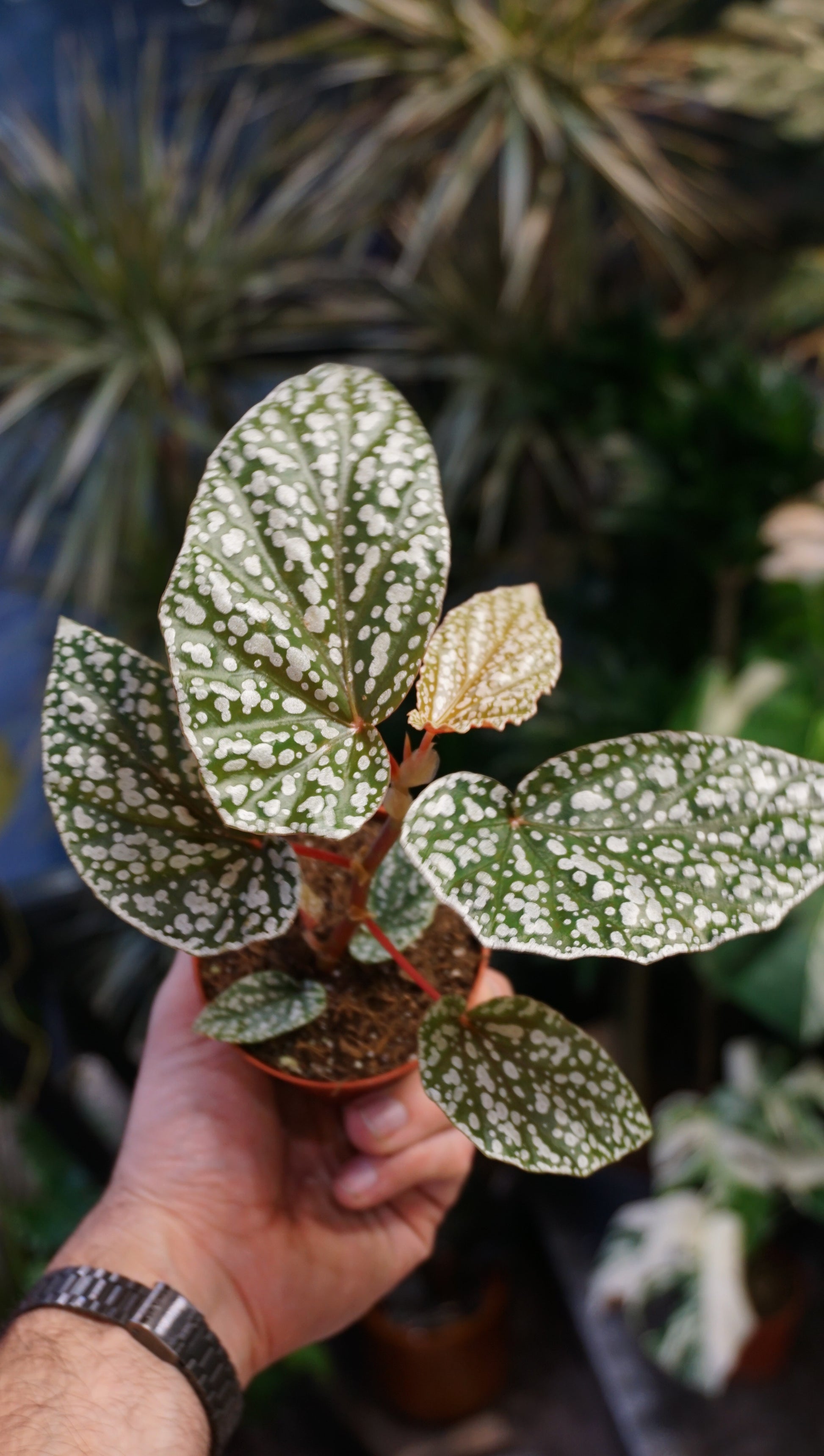 Begonia Snow capped studio plantes rares jungle jardinerie strasbourg rare plant shop online pflanzen