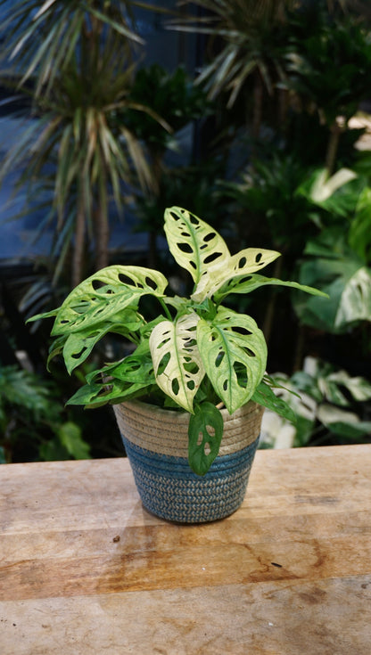 Monstera Adansonii Archipelago studio plantes rares jungle jardinerie strasbourg rare plant shop online pflanzen swedish ghost variegata