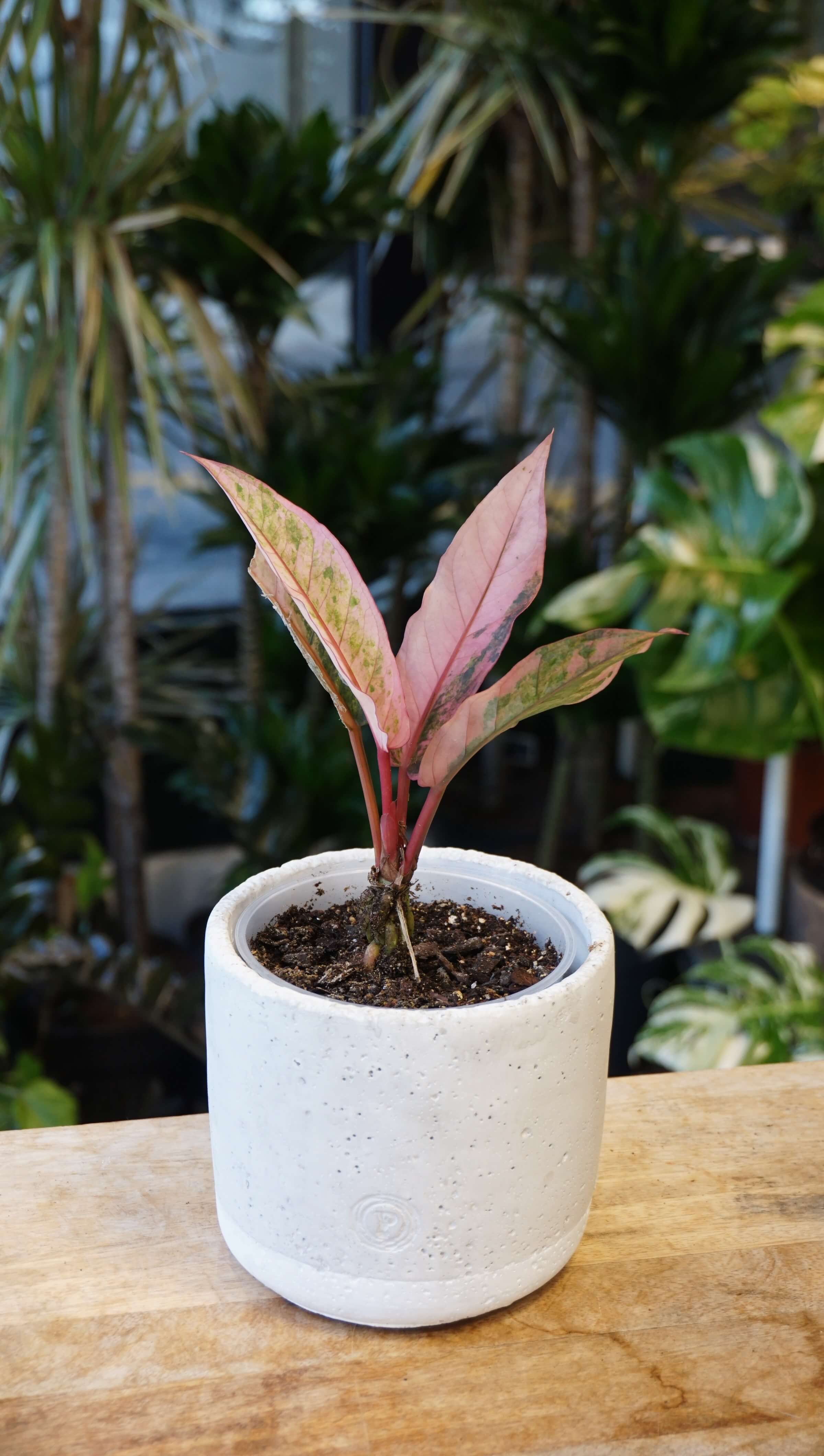 Anthurium Hookery Pink Variegata | Rare plant | Studio Plants