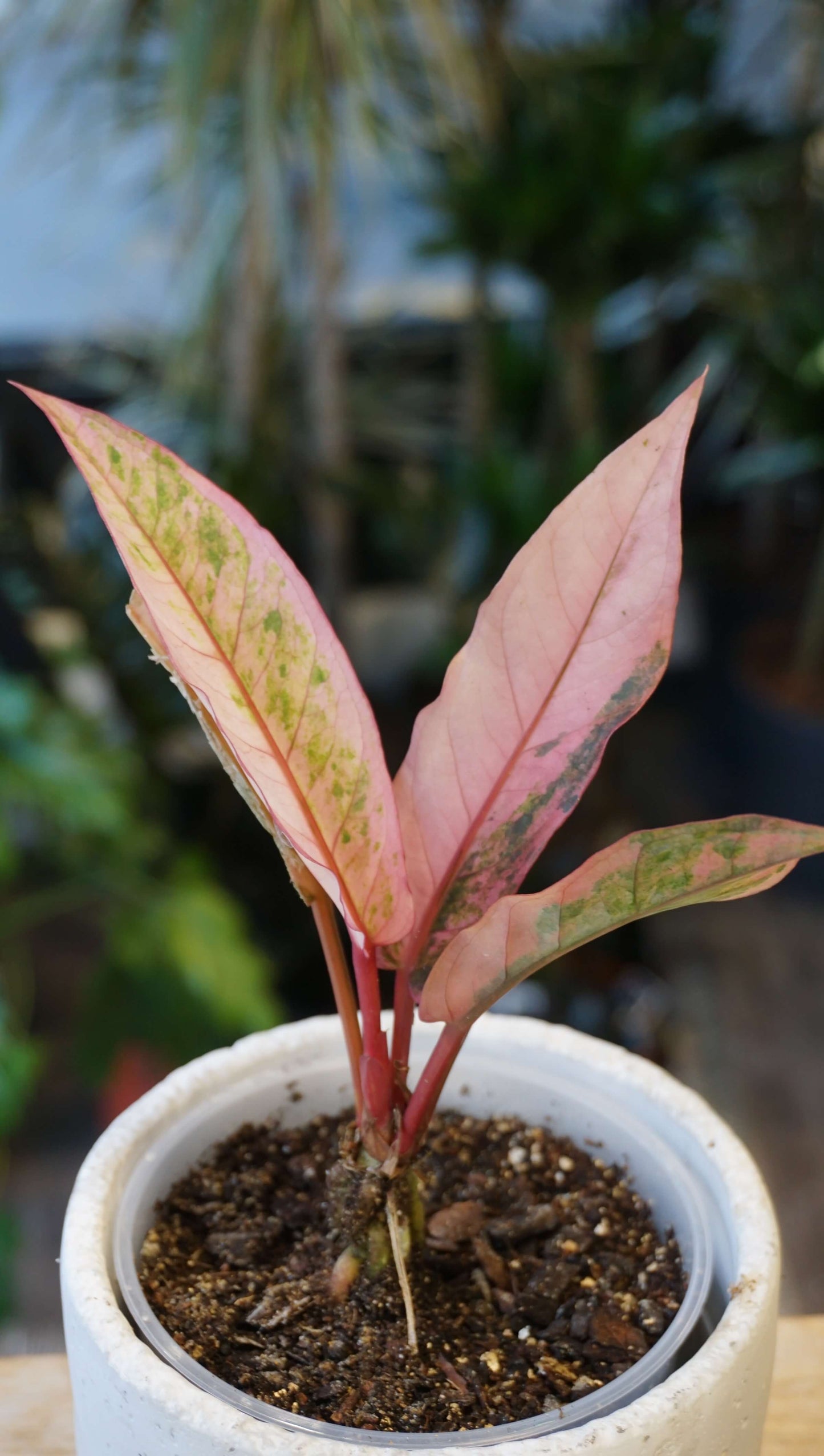 Anthurium Hookery Pink Variegata studio plantes rares jungle jardinerie strasbourg rare plant shop online pflanzen
