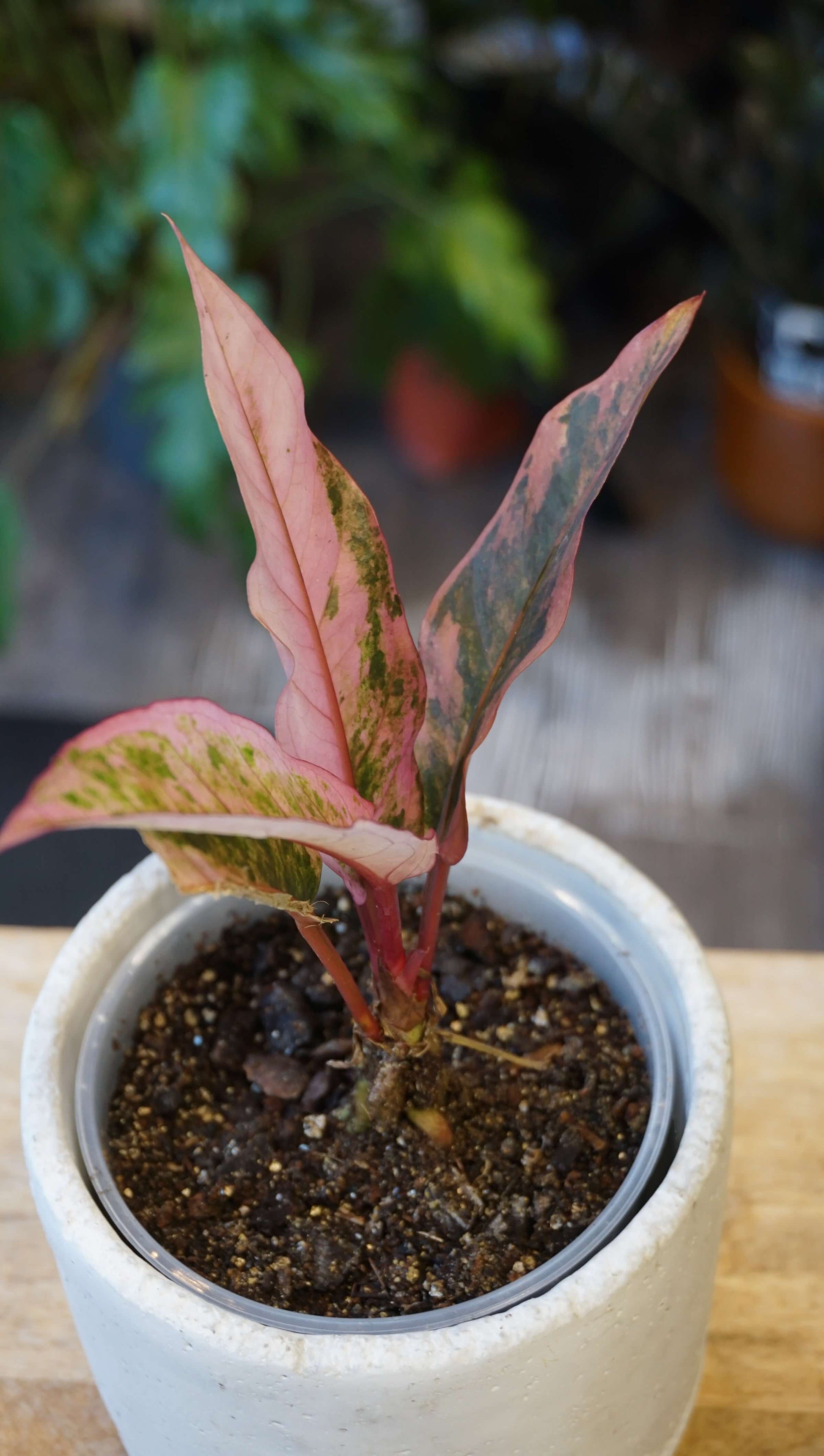 Anthurium Hookery Pink Variegata studio plantes rares jungle jardinerie strasbourg rare plant shop online pflanzen