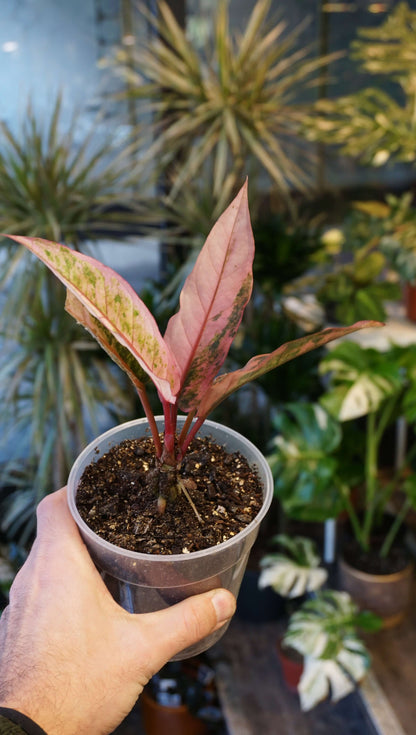 Anthurium Hookery Pink Variegata studio plantes rares jungle jardinerie strasbourg rare plant shop online pflanzen