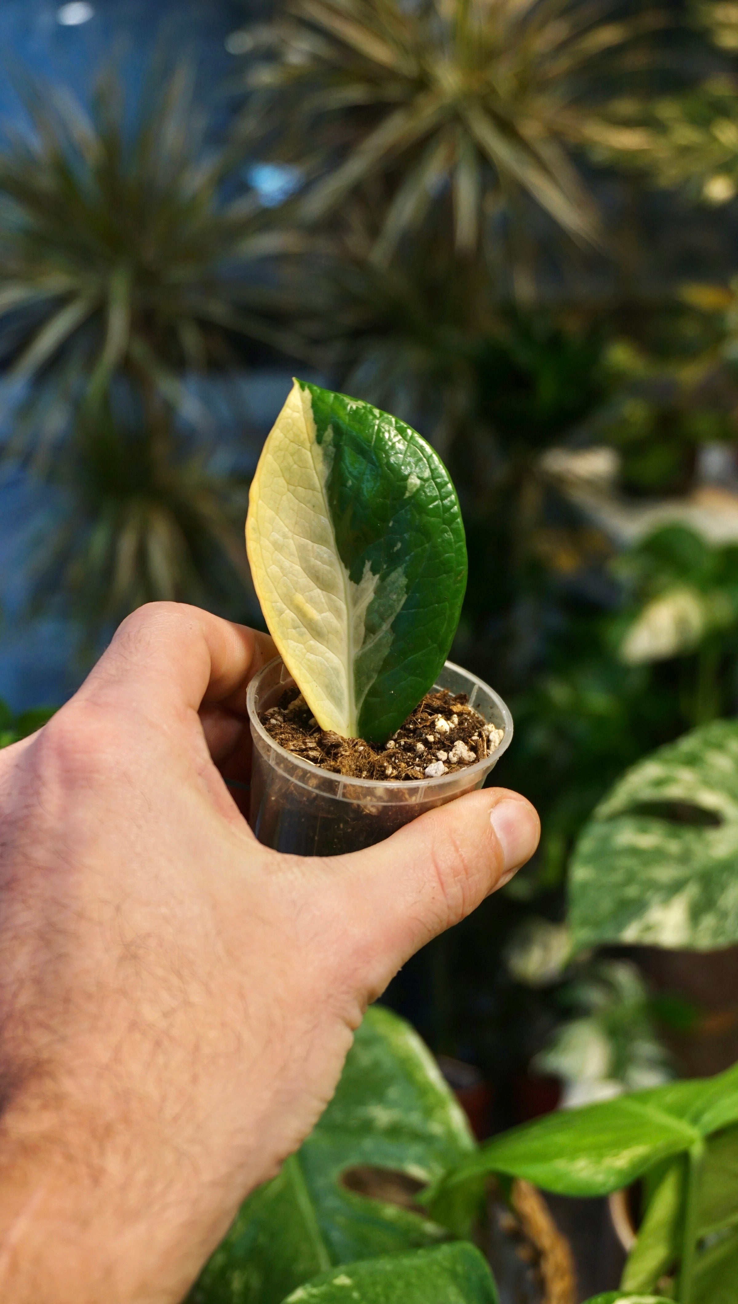 ZZ Variegata - Studio Plantes - Rare plants specialist