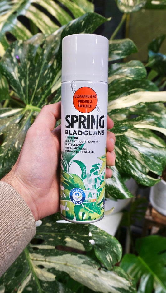 Leaf Shine - 250ml Aerosol