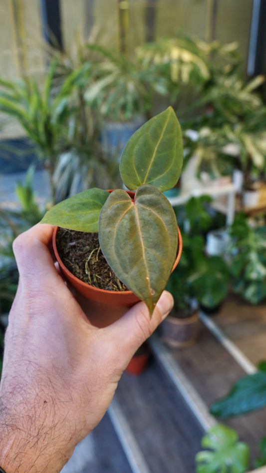 Anthurium Dark Mama x Ace of Spades studio plantes rares jungle jardinerie rare plant shop online pflanzen