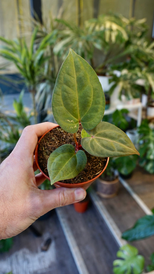 Anthurium Dark Mama x Ace of Spades studio plantes rares jungle jardinerie rare plant shop online pflanzen