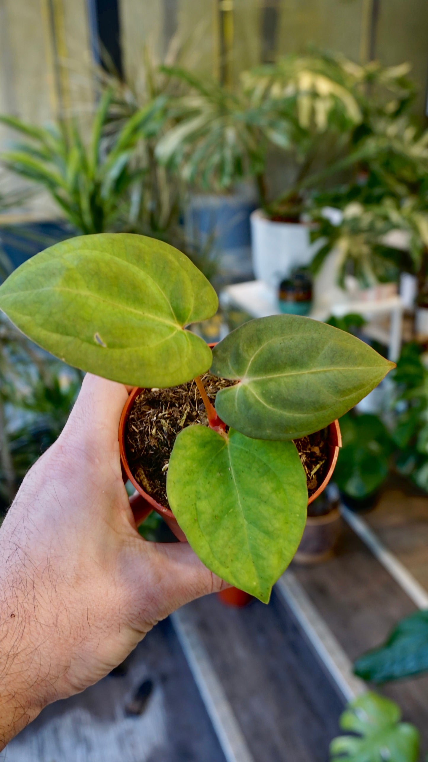 Anthurium Dark Mama x Ace of Spades studio plantes rares jungle jardinerie rare plant shop online pflanzen