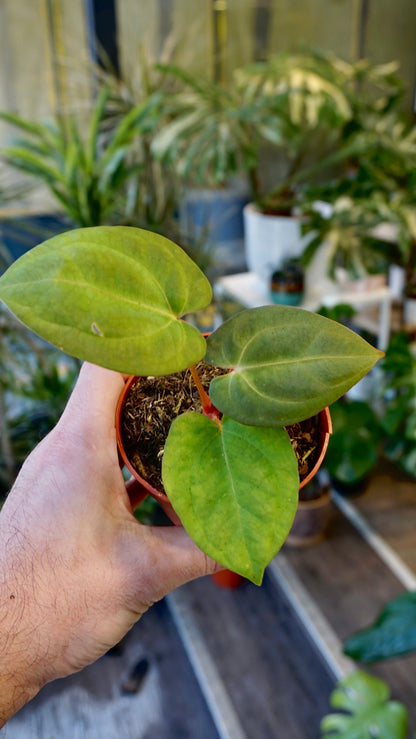 Anthurium Dark Mama x Ace of Spades studio plantes rares jungle jardinerie rare plant shop online pflanzen