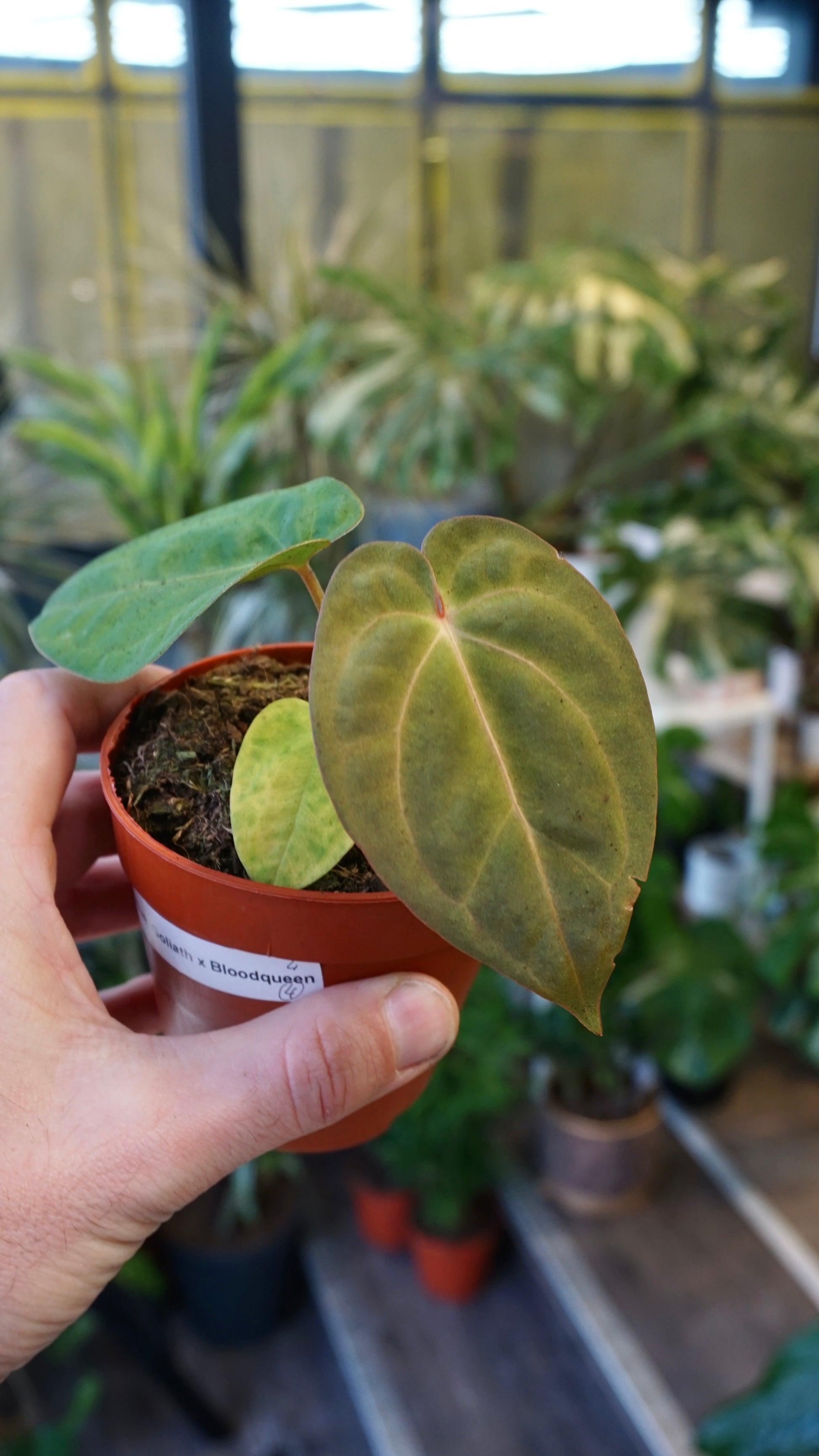 Anthurium Dark Mama x Ace of Spades | Rare plant