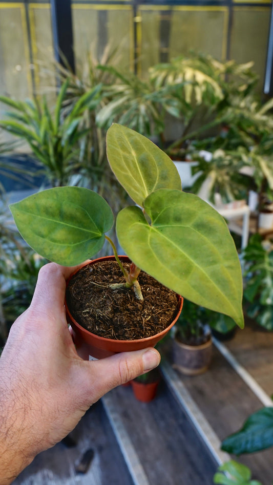 Anthurium King of Spades x (Forgetii x Goliath) studio plantes rares jungle jardinerie strasbourg rare plant shop online pflanzen