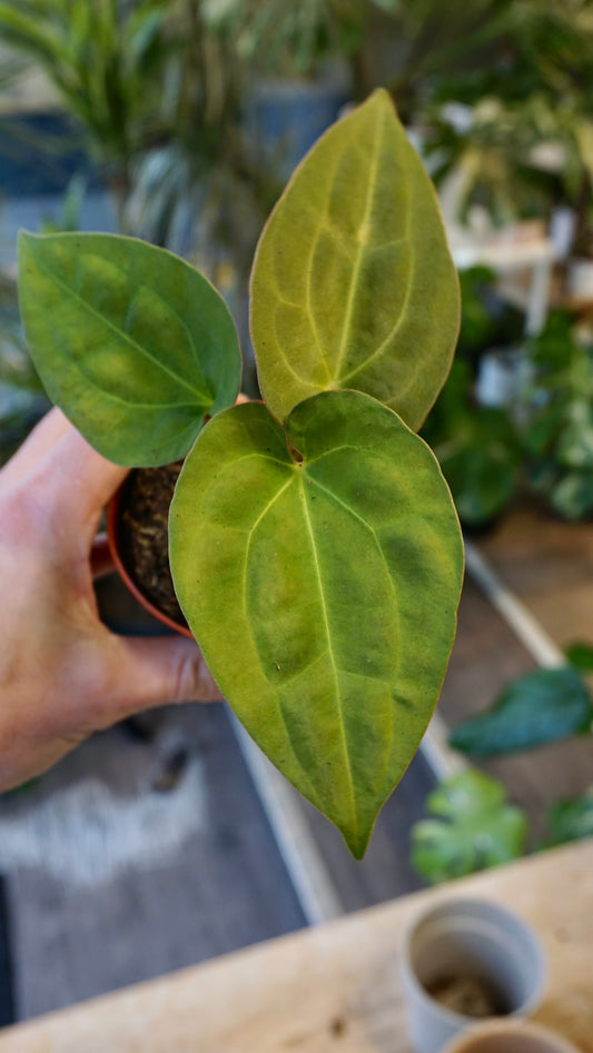 Anthurium King of Spades x (Forgetii x Goliath) studio plantes rares jungle jardinerie strasbourg rare plant shop online pflanzen