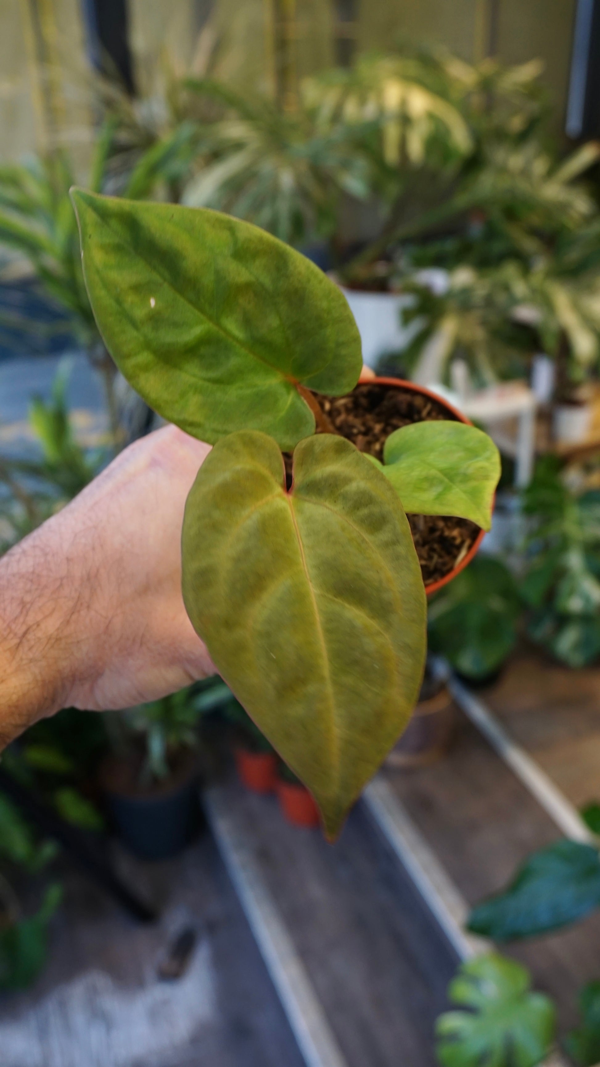 Anthurium King of Spades x (Forgetii x Goliath) studio plantes rares jungle jardinerie strasbourg rare plant shop online pflanzen