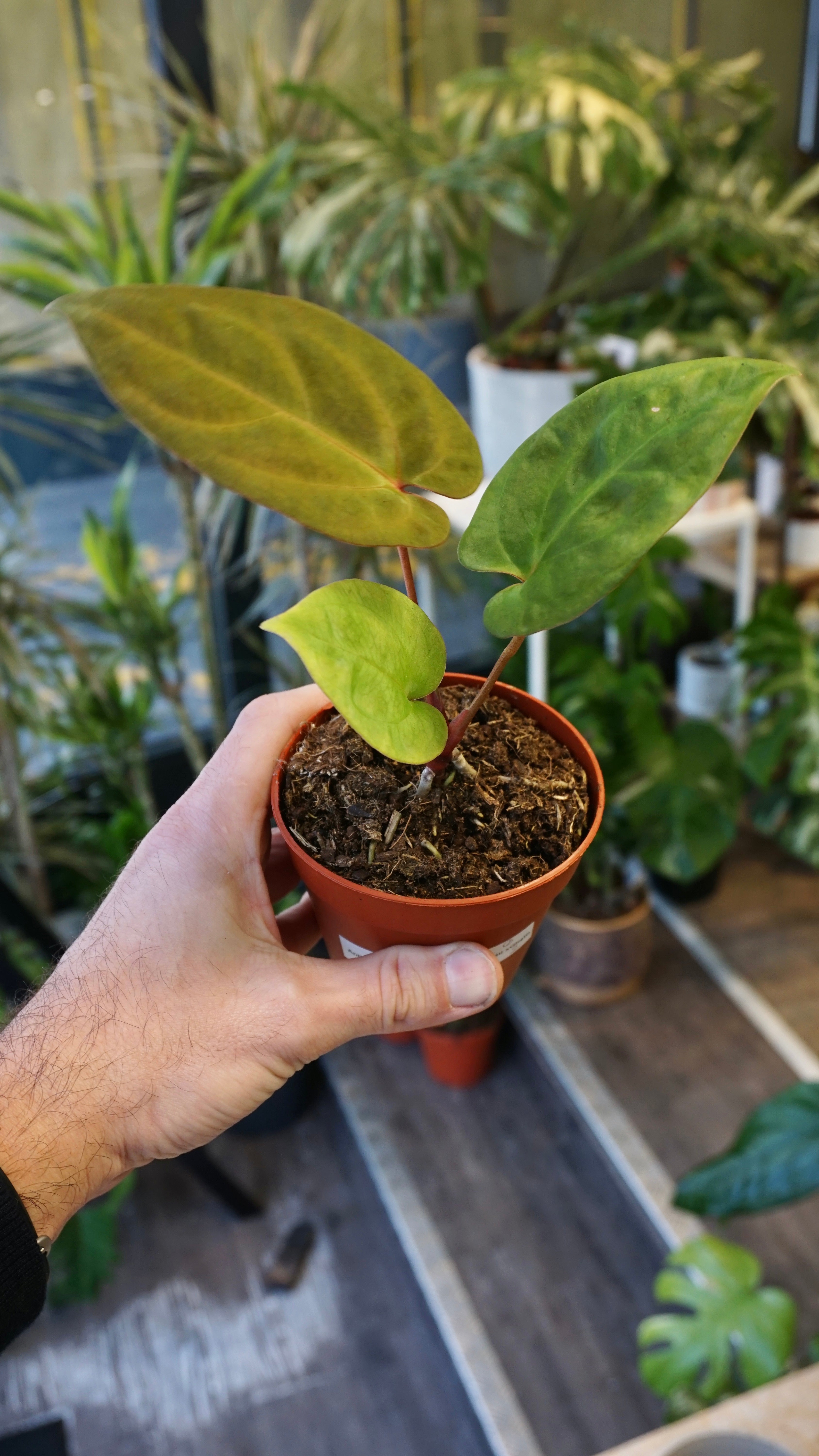 Anthurium King of Spades x (Forgetii x Goliath) | Rare plant