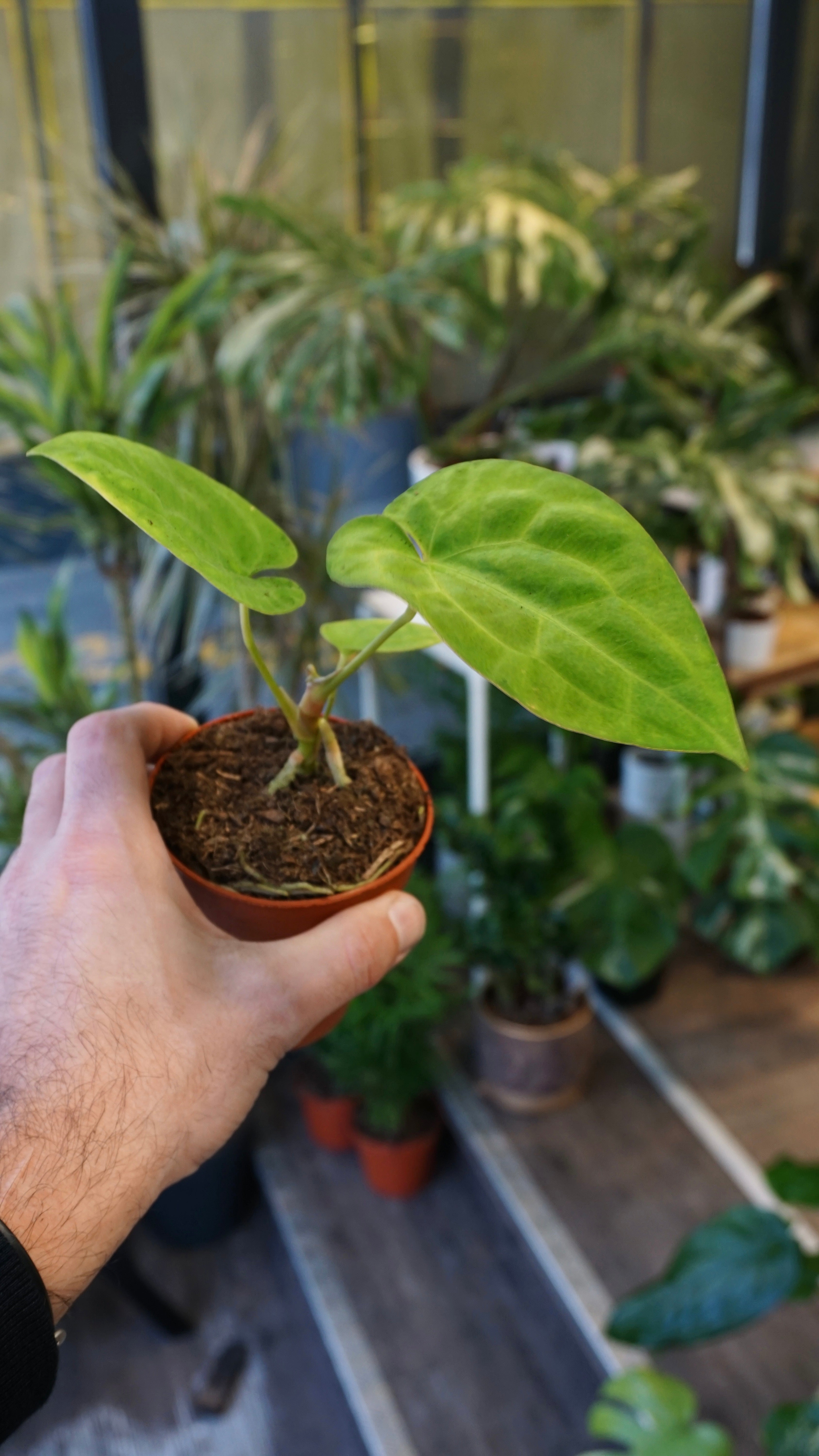 Anthurium King of Spades x (Forgetii x Goliath) | Rare plant