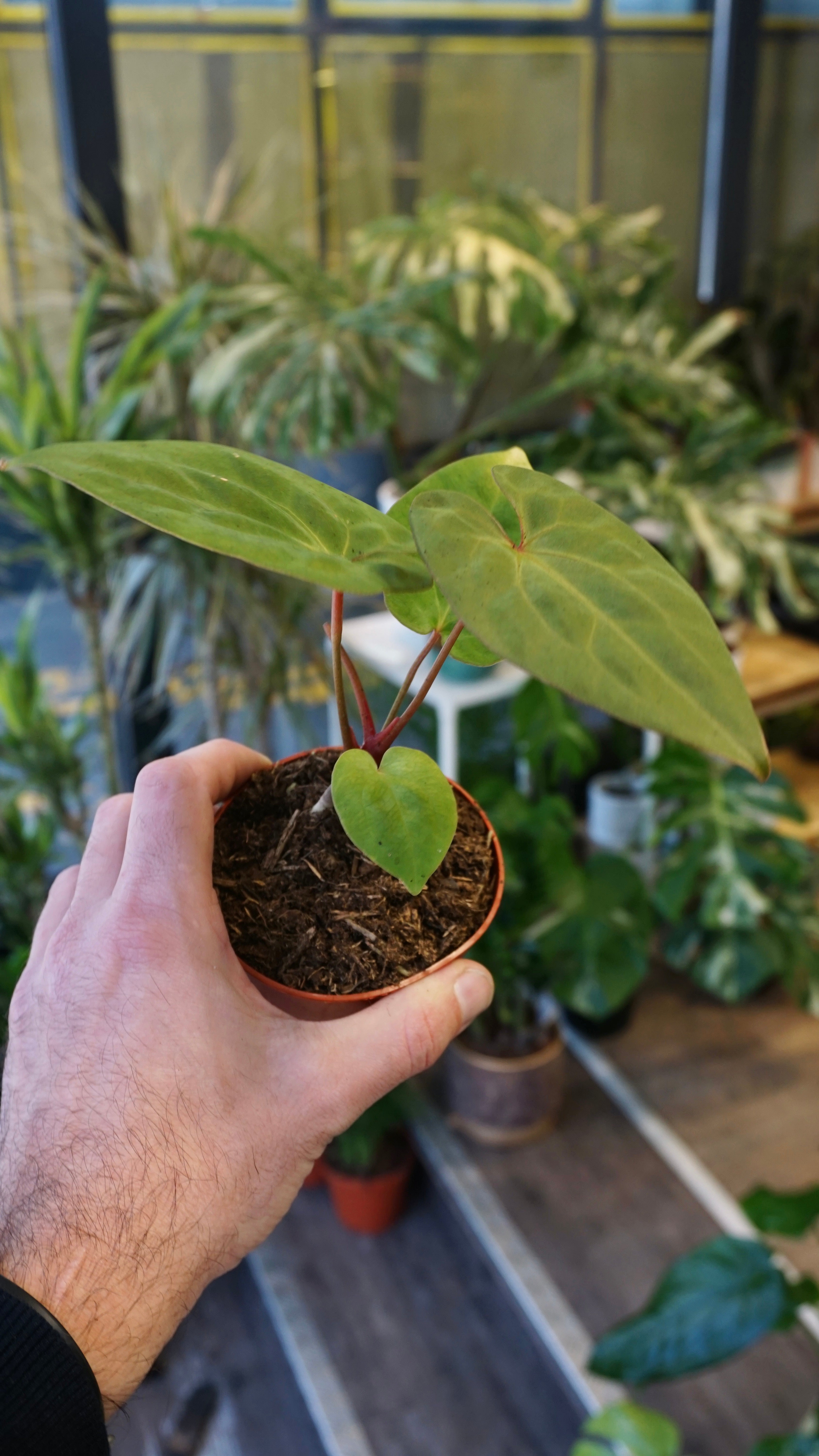 Anthurium King of Spades x (Forgetii x Goliath) | Plante rare