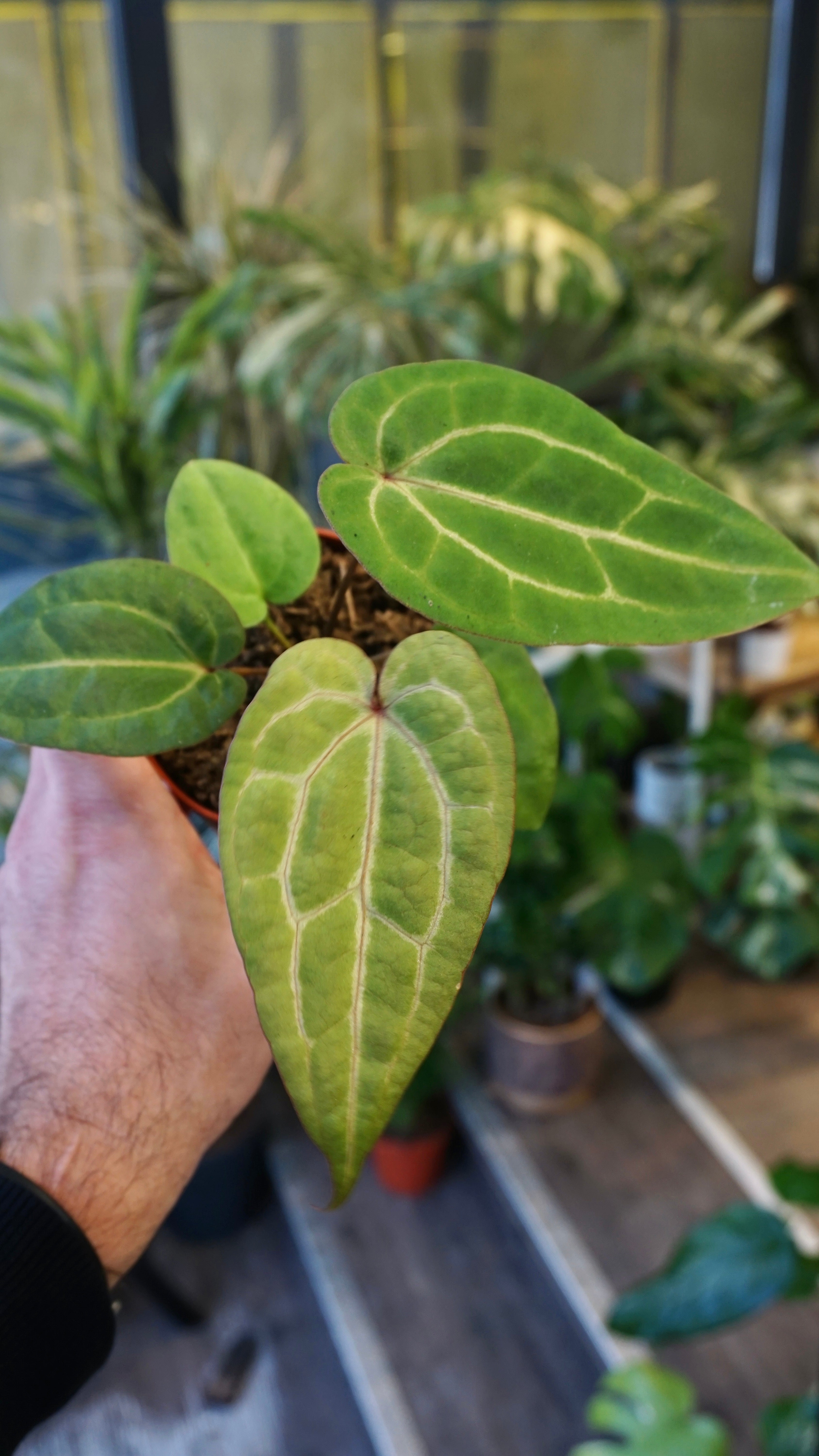Anthurium Goliath x Blood Queen | Rare plant | Studio Plants