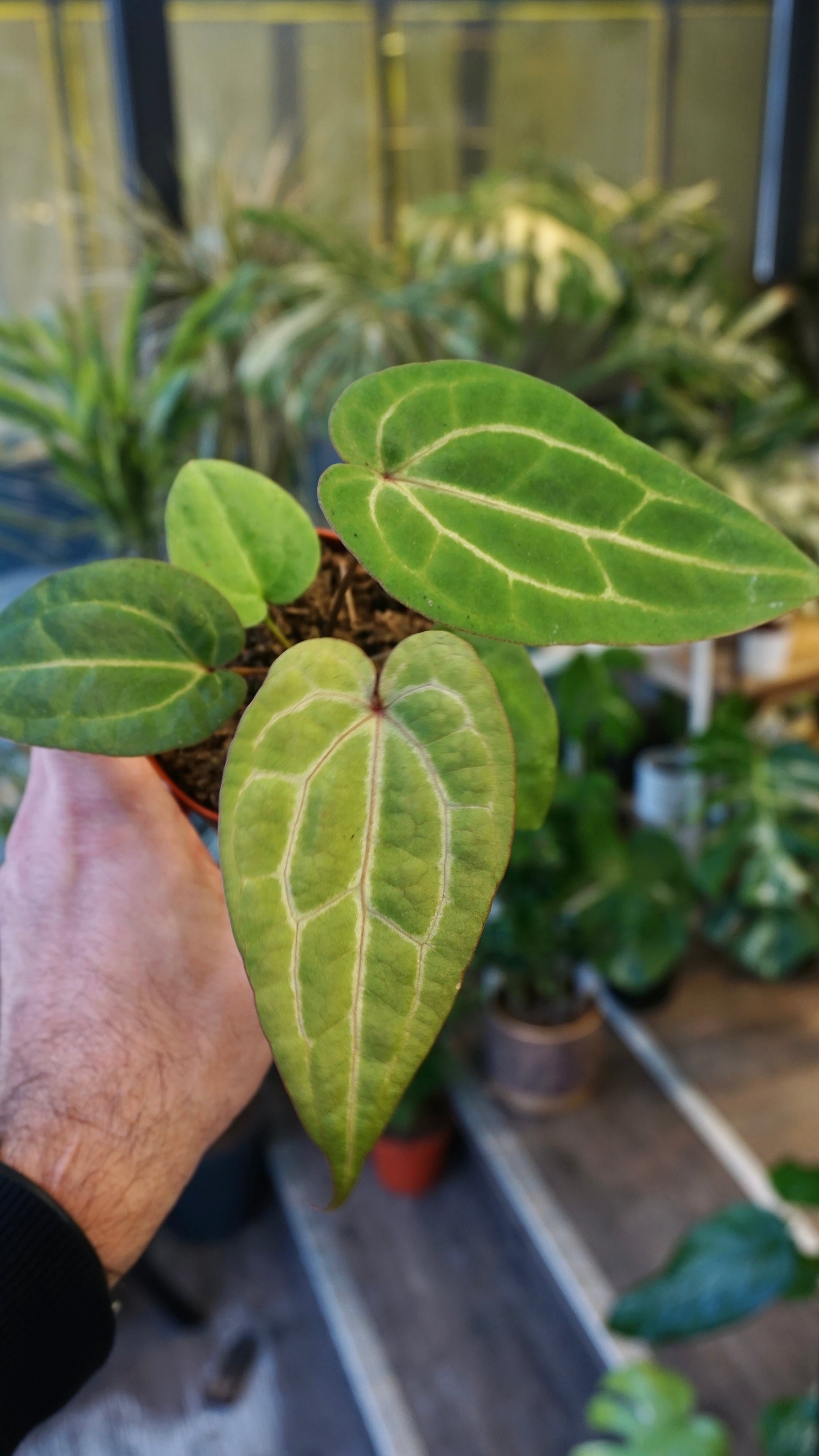 Anthurium Goliath x Blood Queen | Rare plant