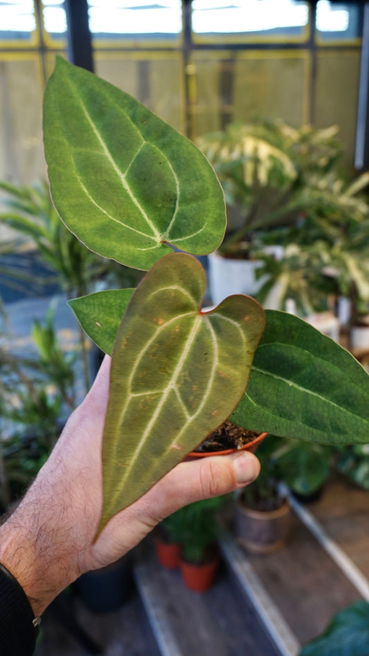 Anthurium Goliath x Blood Queen