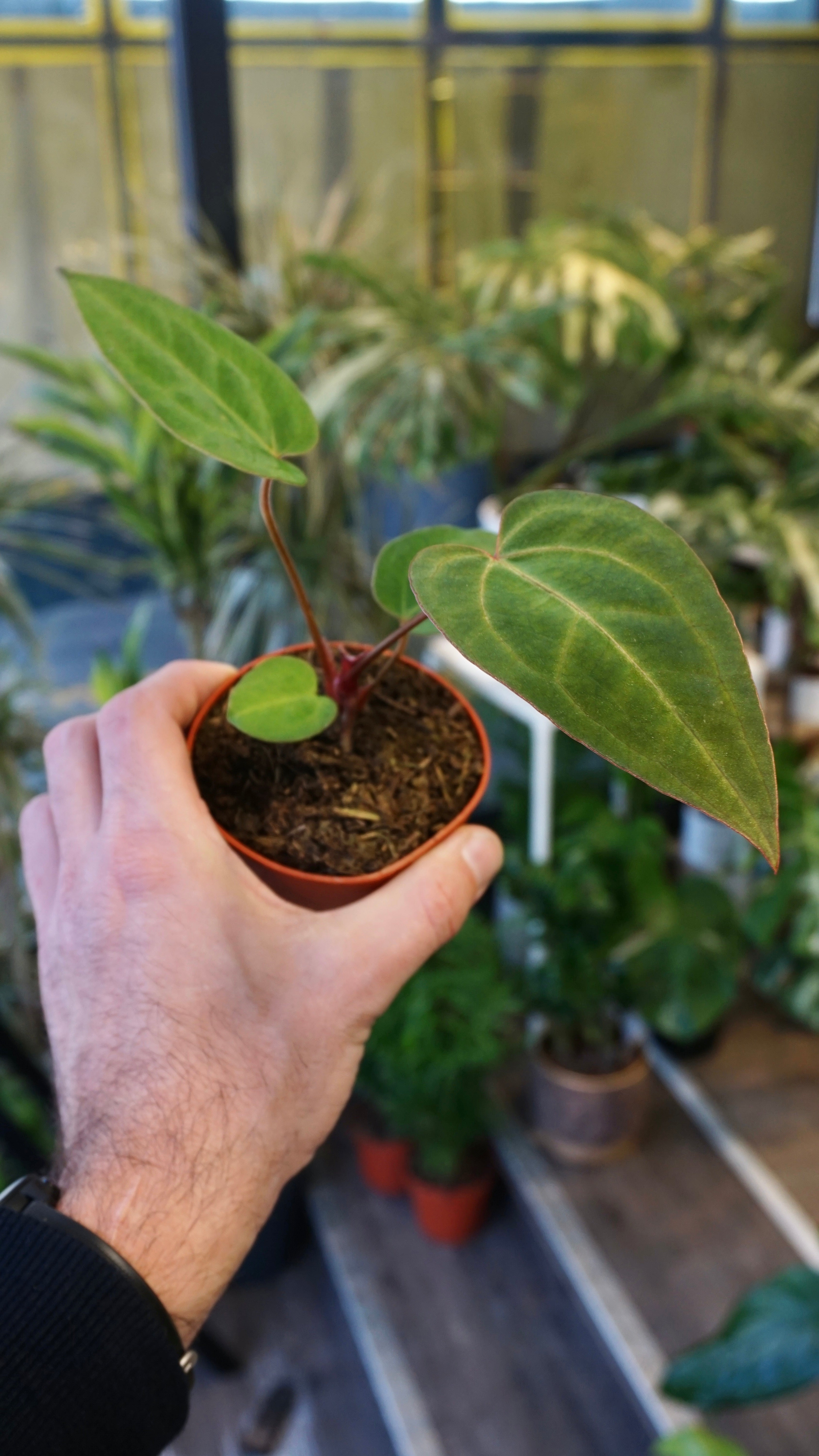 【レア品種】 アンスリウム anthurium Blood Queen Anthurium Goliath x Blood Queen | Rare plant | Studio Plants