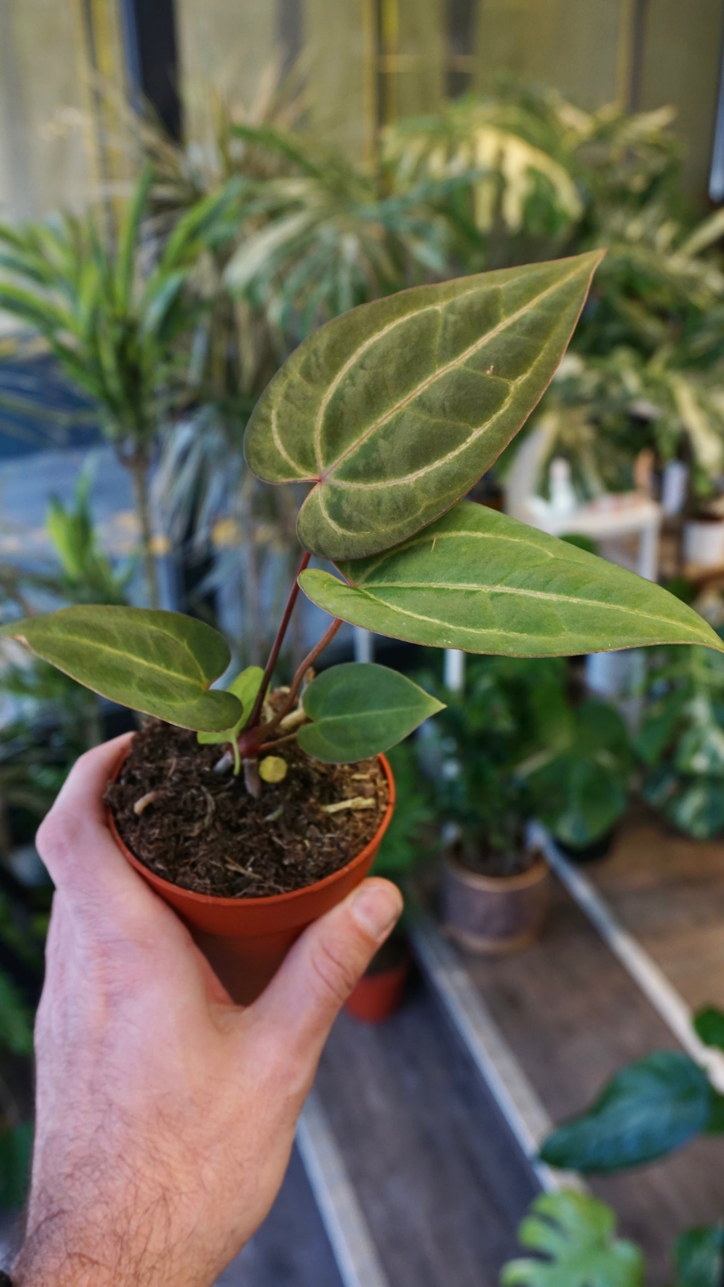 Anthurium Goliath x Blood Queen