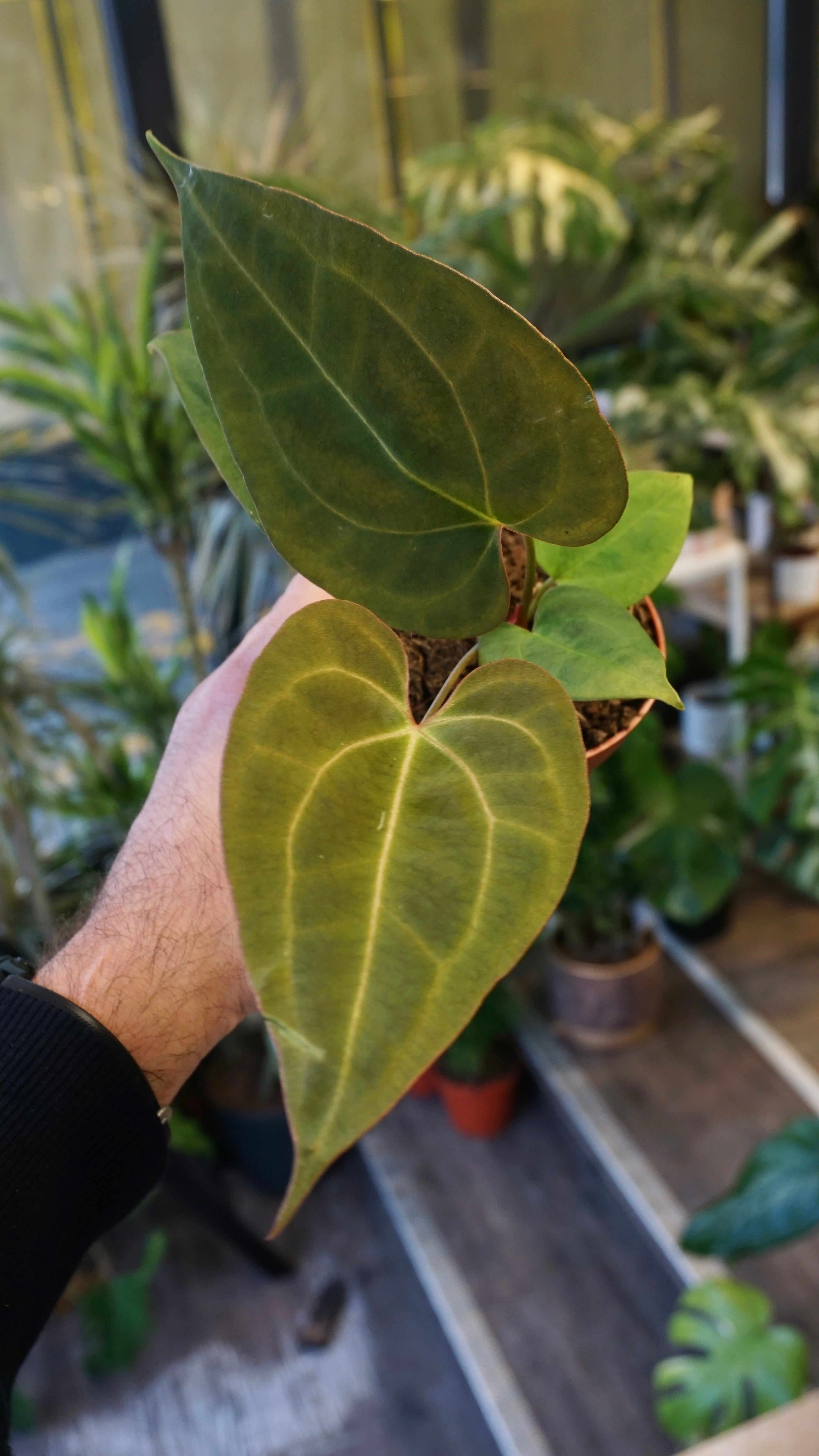 Anthurium Goliath x Blood Queen | Rare plant | Studio Plants