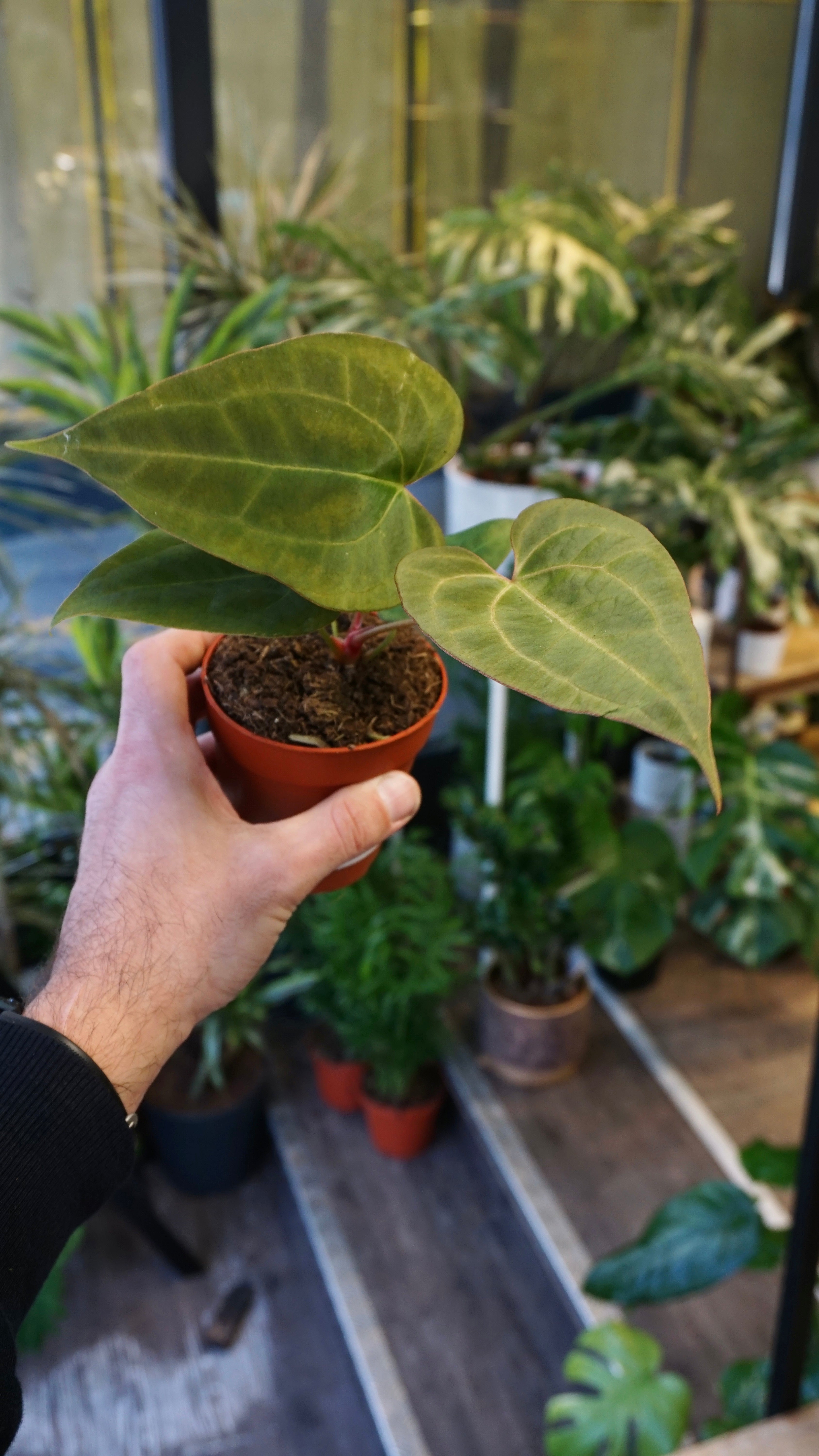 Anthurium Goliath x Blood Queen | Rare plant | Studio Plants
