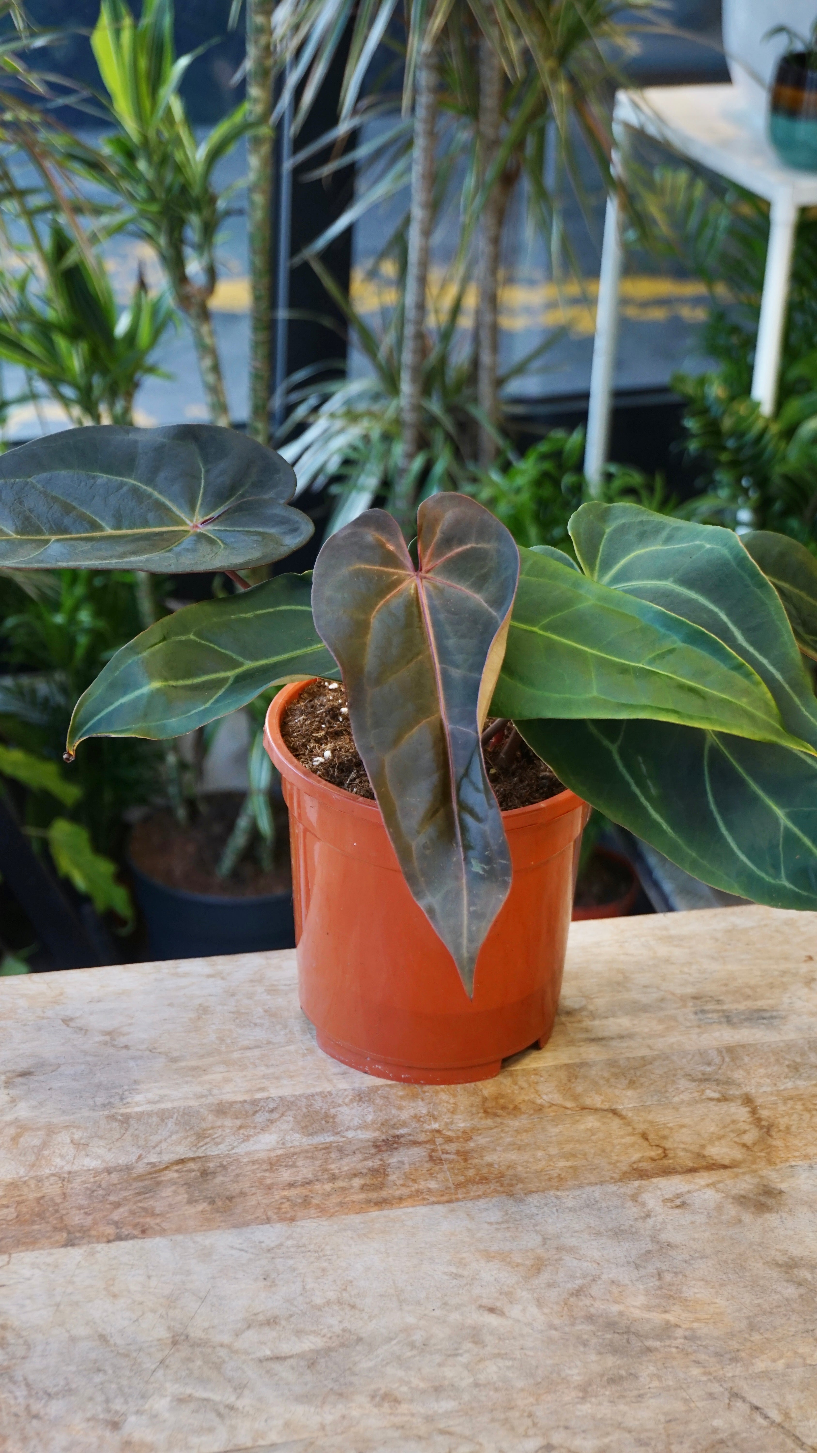 Anthurium Dark Handsome x Red Velvet Cake | Doc Block | Studio