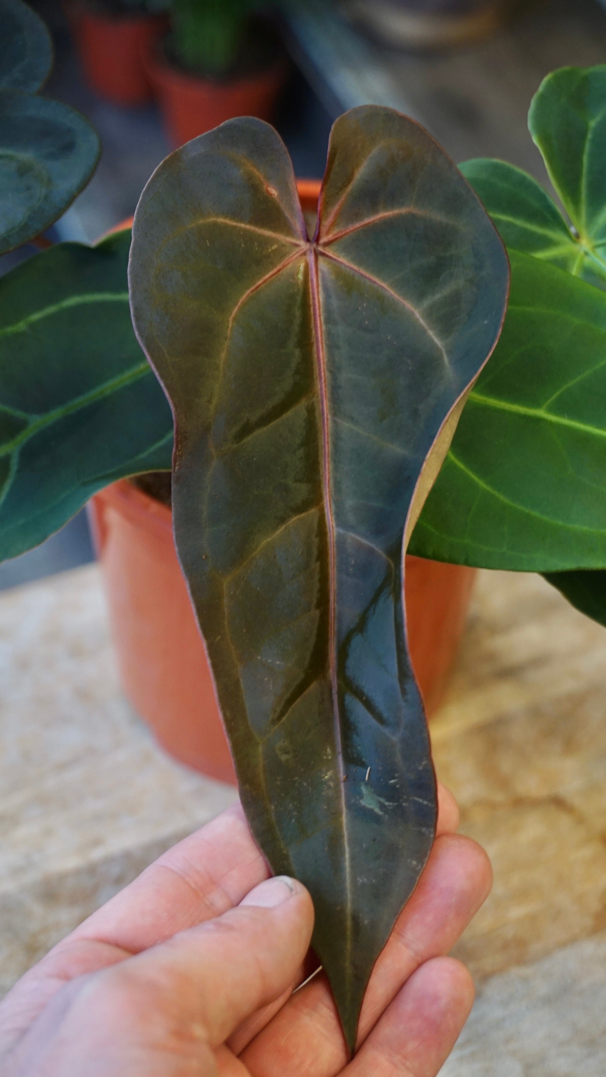 anthurium doc block Dark and Handsome x Red Velvet Cake studio plantes rares jungle jardinerie strasbourg france rare plant shop online pflanzen