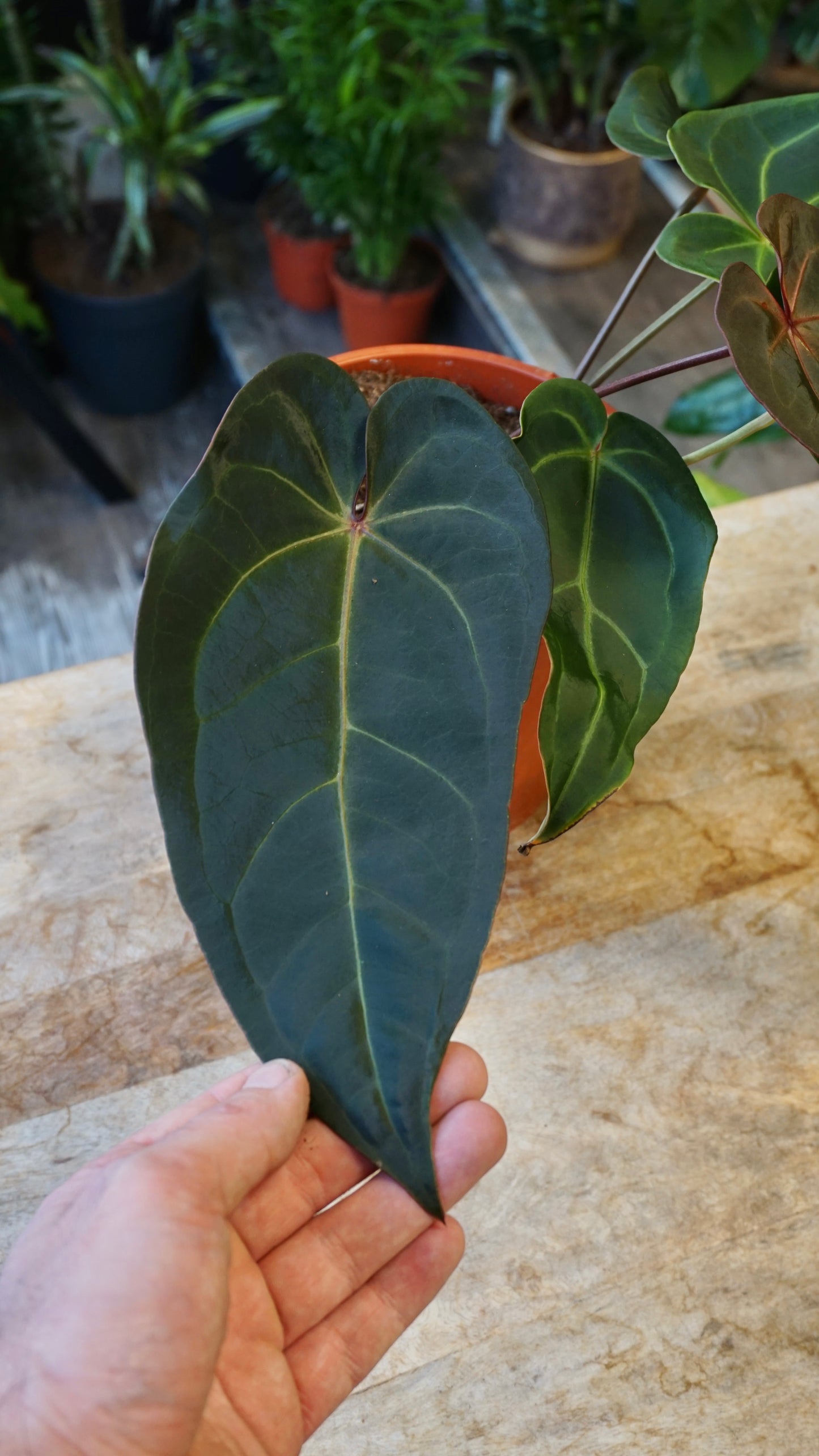 anthurium doc block Dark and Handsome x Red Velvet Cake studio plantes rares jungle jardinerie strasbourg france rare plant shop online pflanzen