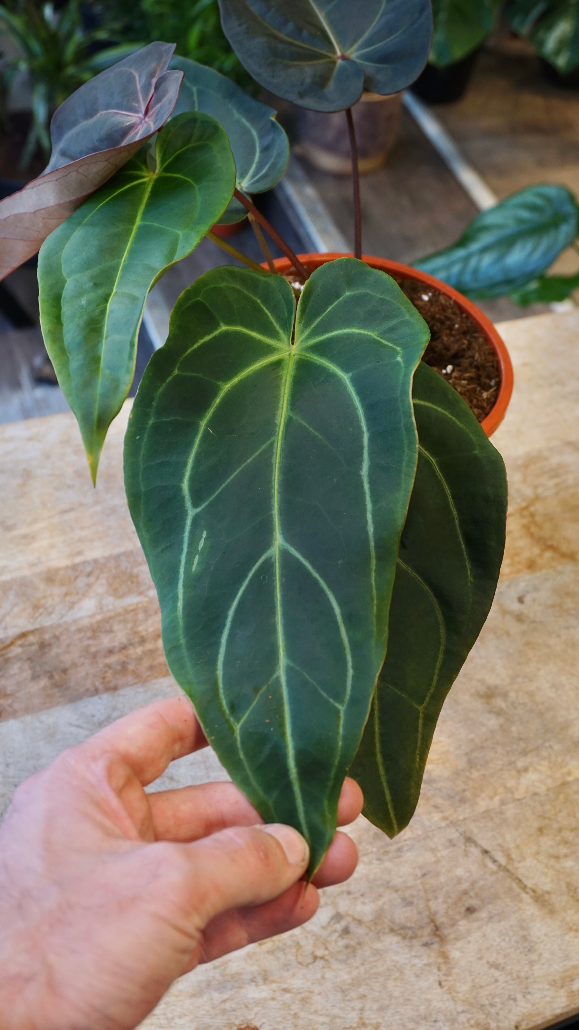 anthurium doc block Dark and Handsome x Red Velvet Cake studio plantes rares jungle jardinerie strasbourg france rare plant shop online pflanzen